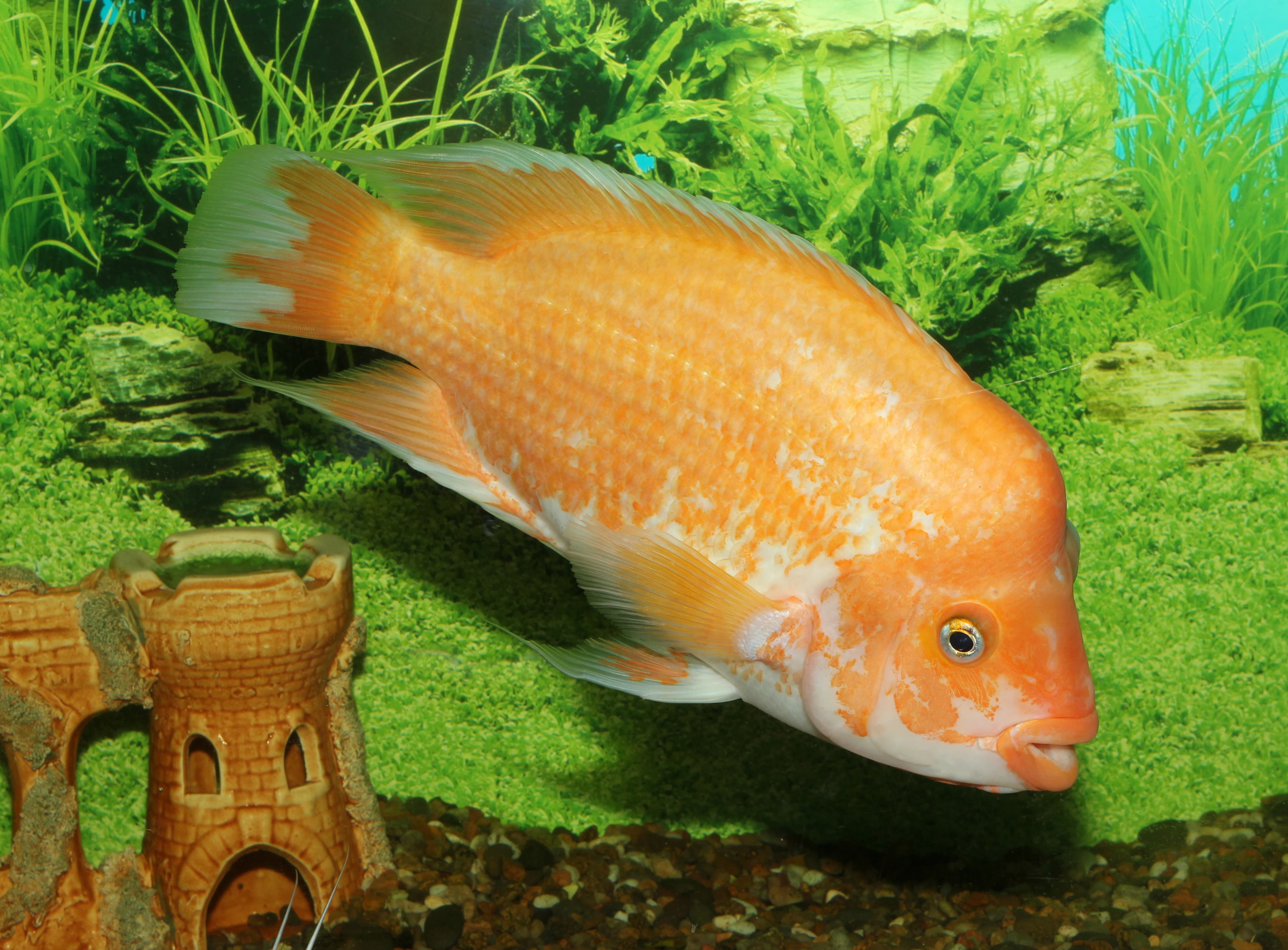 Midas Cichlid