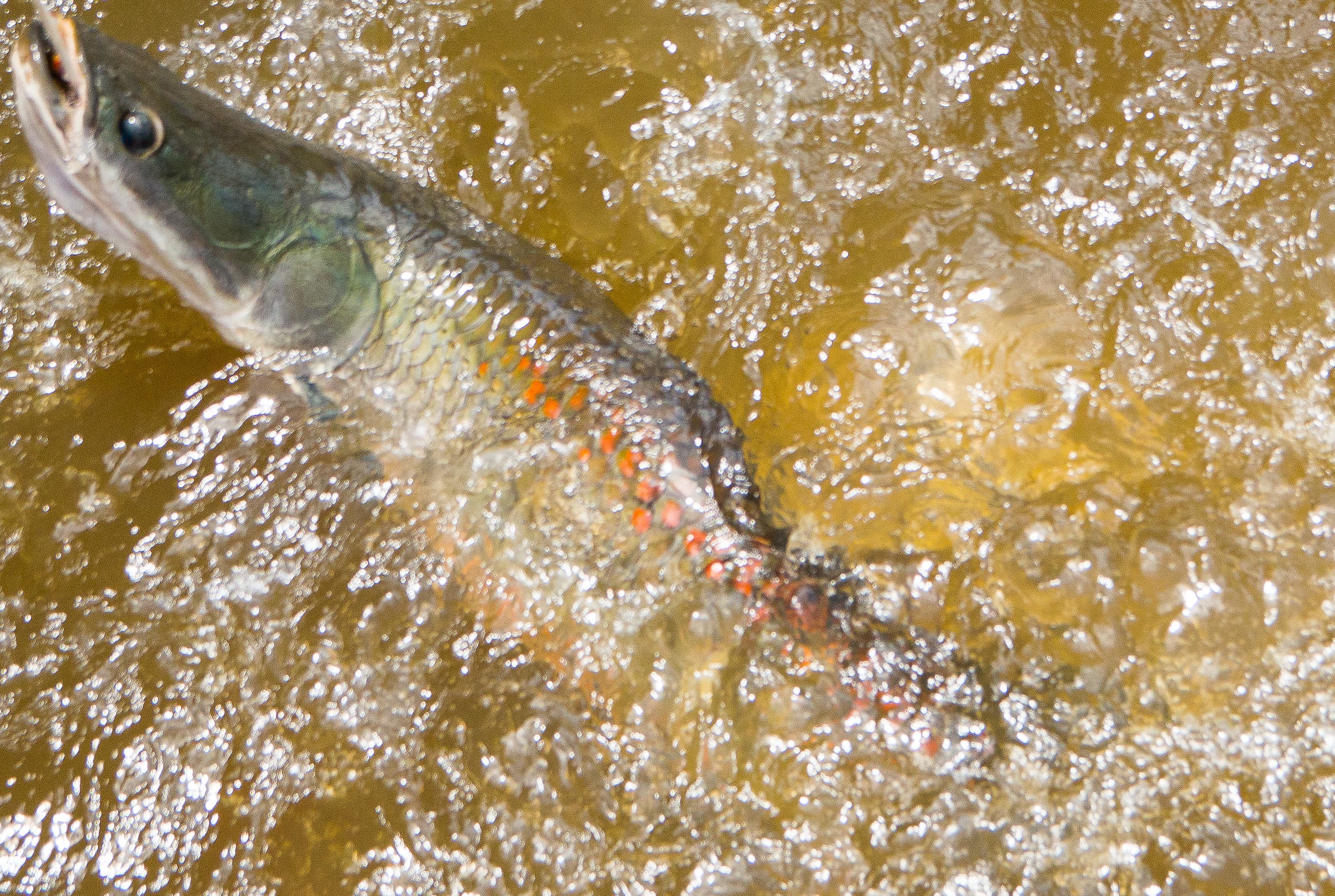 Pirarucu