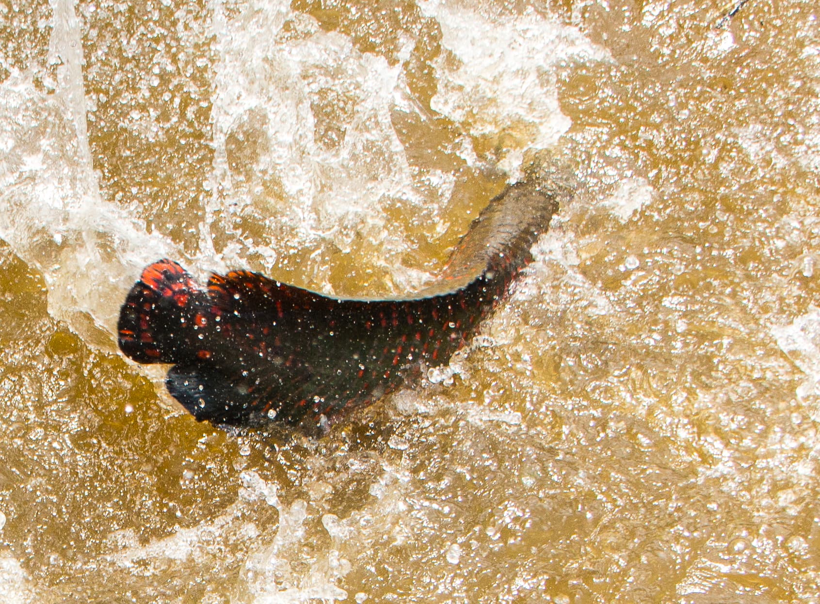 Pirarucu