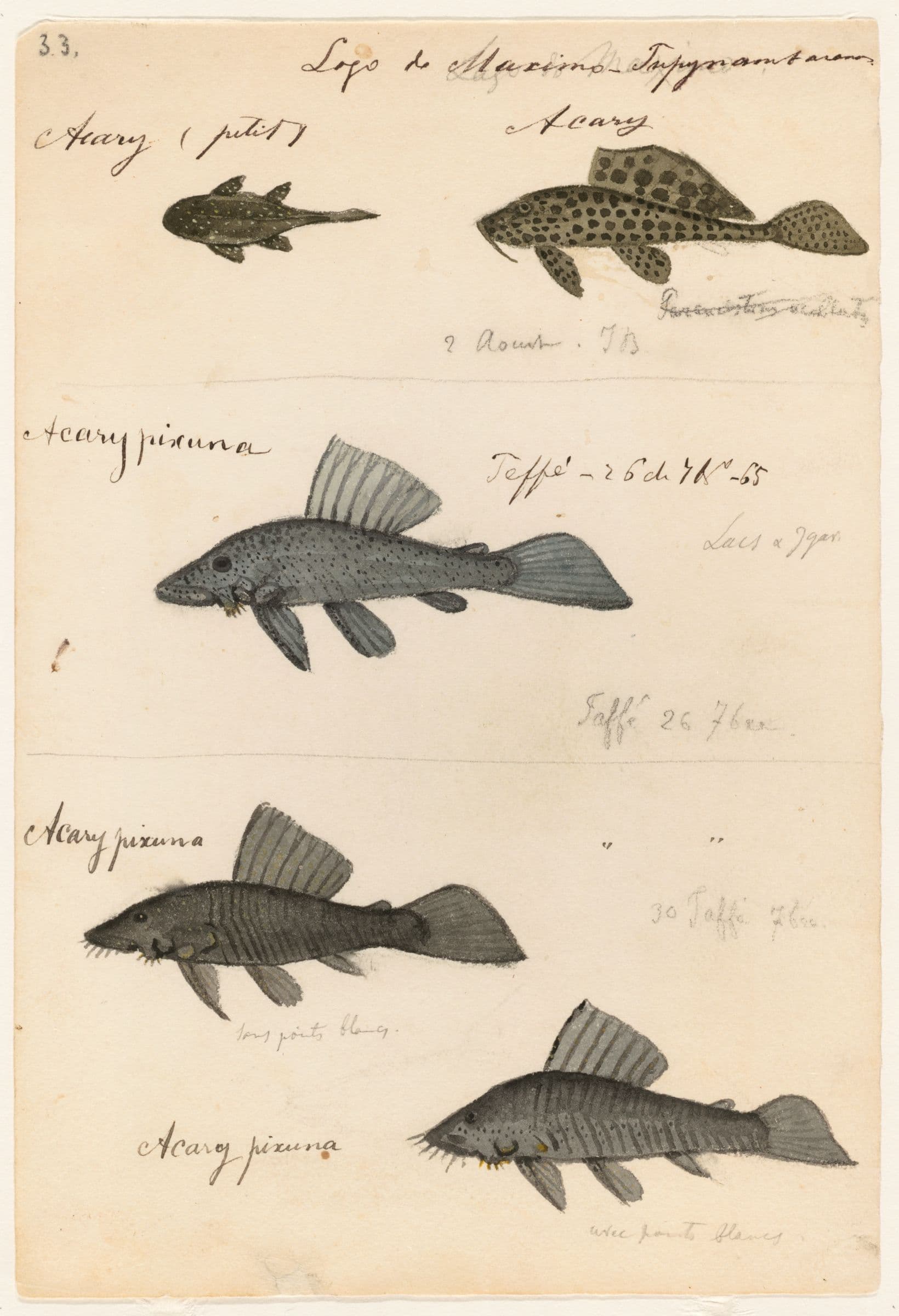 Sailfin Pleco