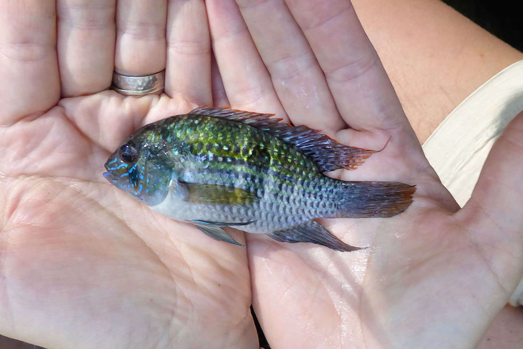Blue Acara