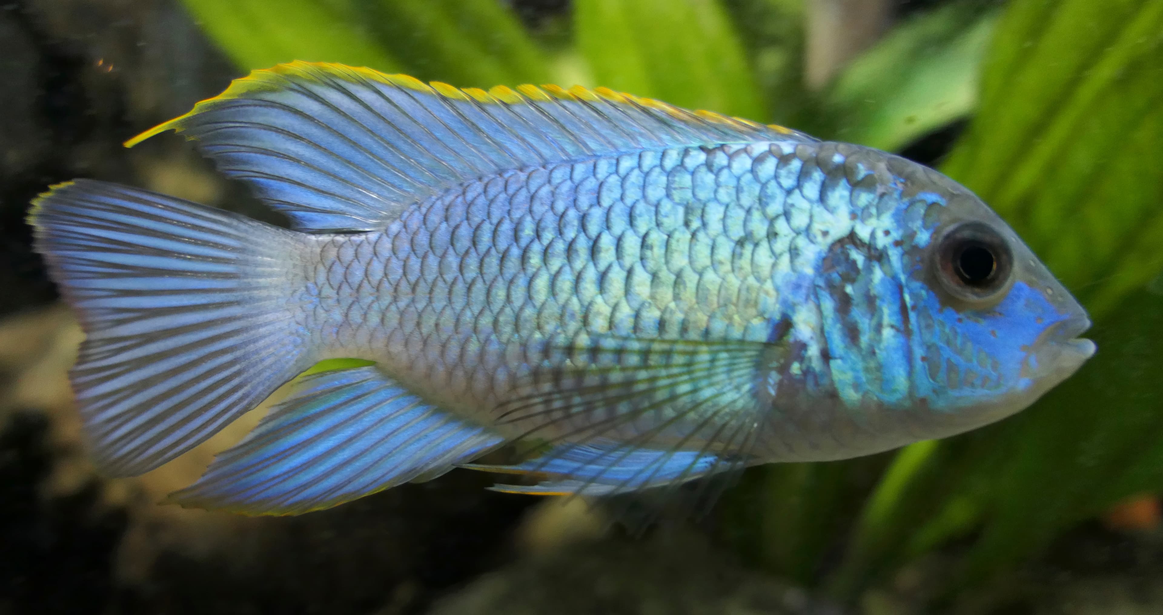 Blue Acara (Neonblue)