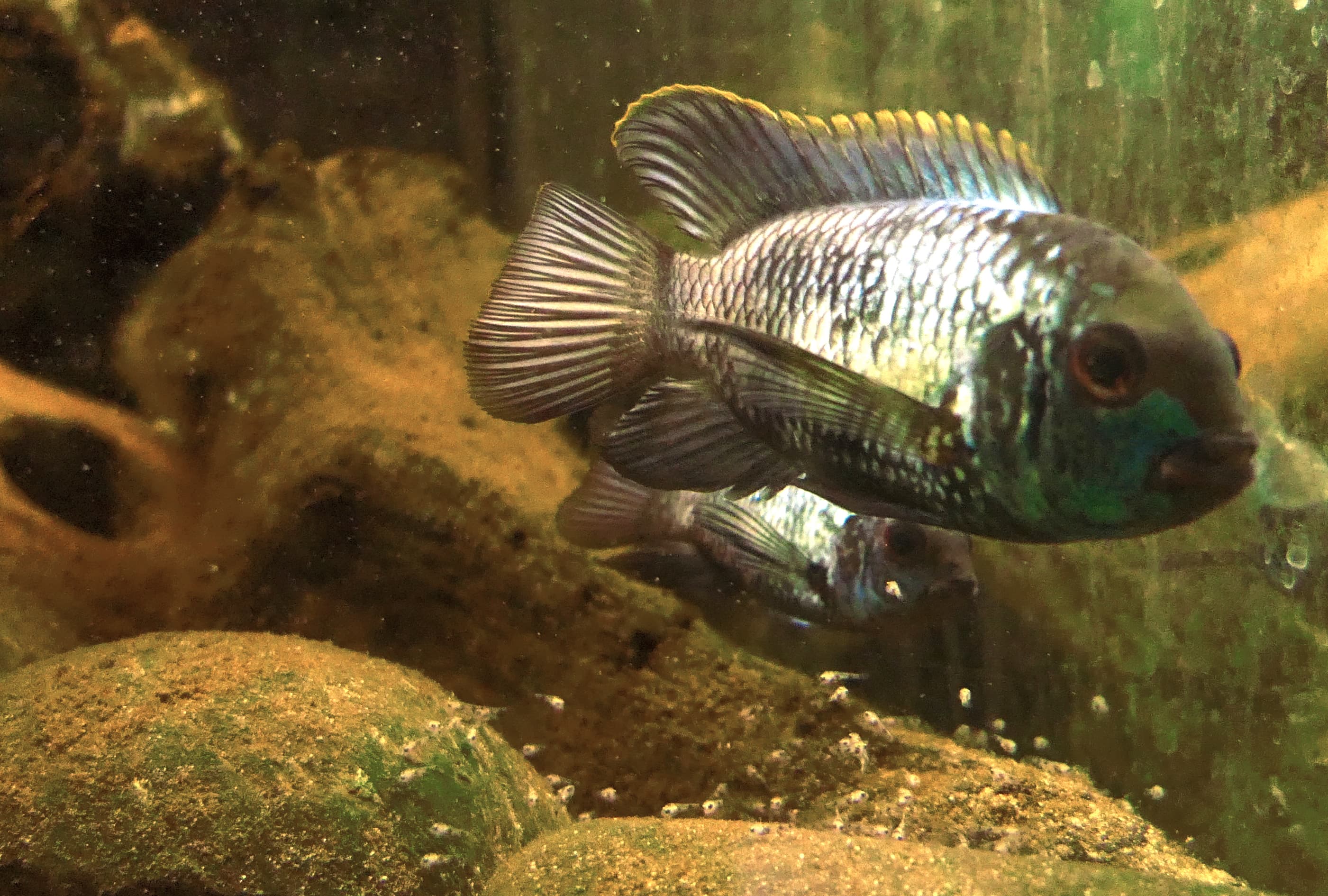 Blue Acara