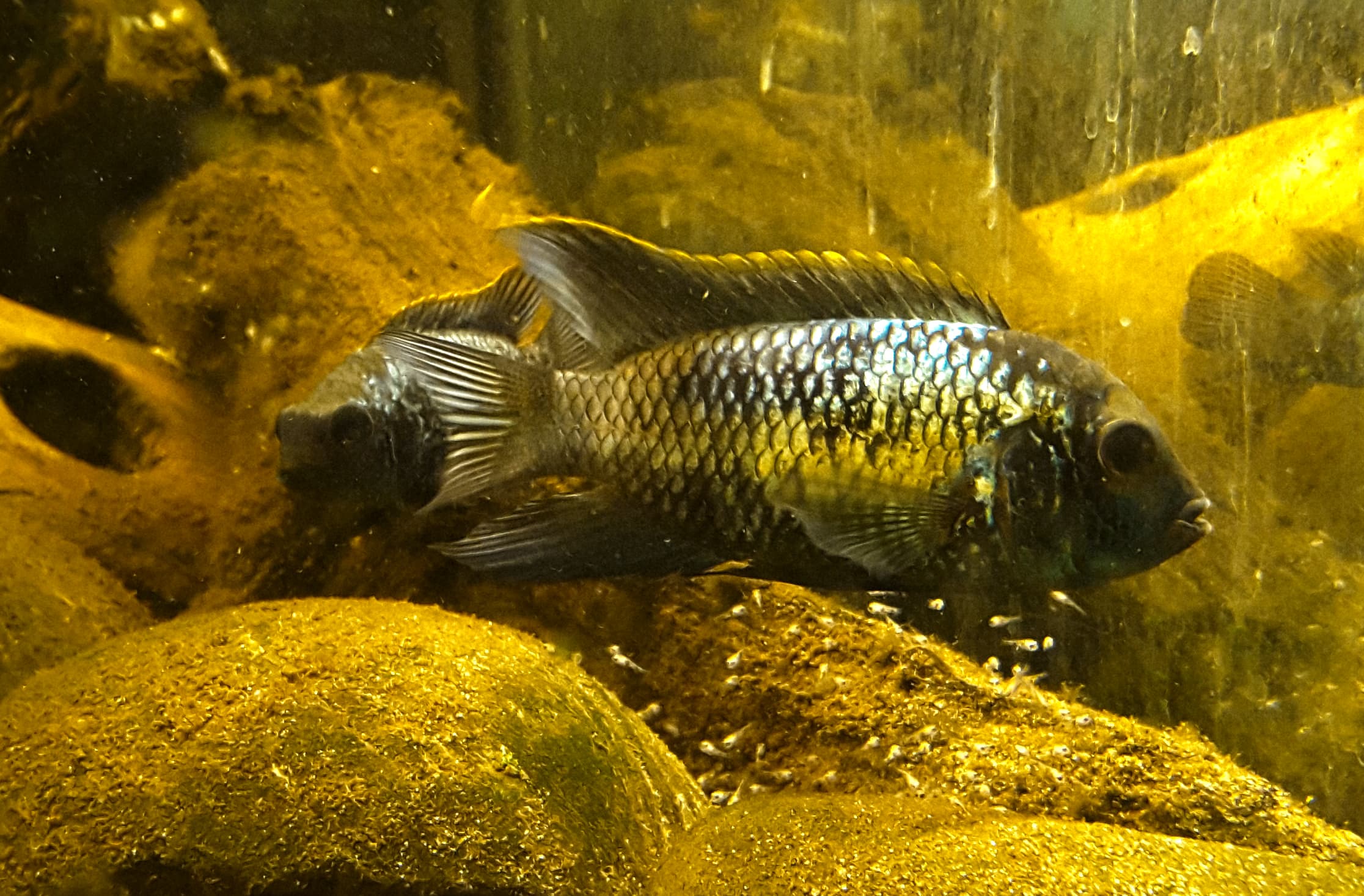 Neon Blue Acara