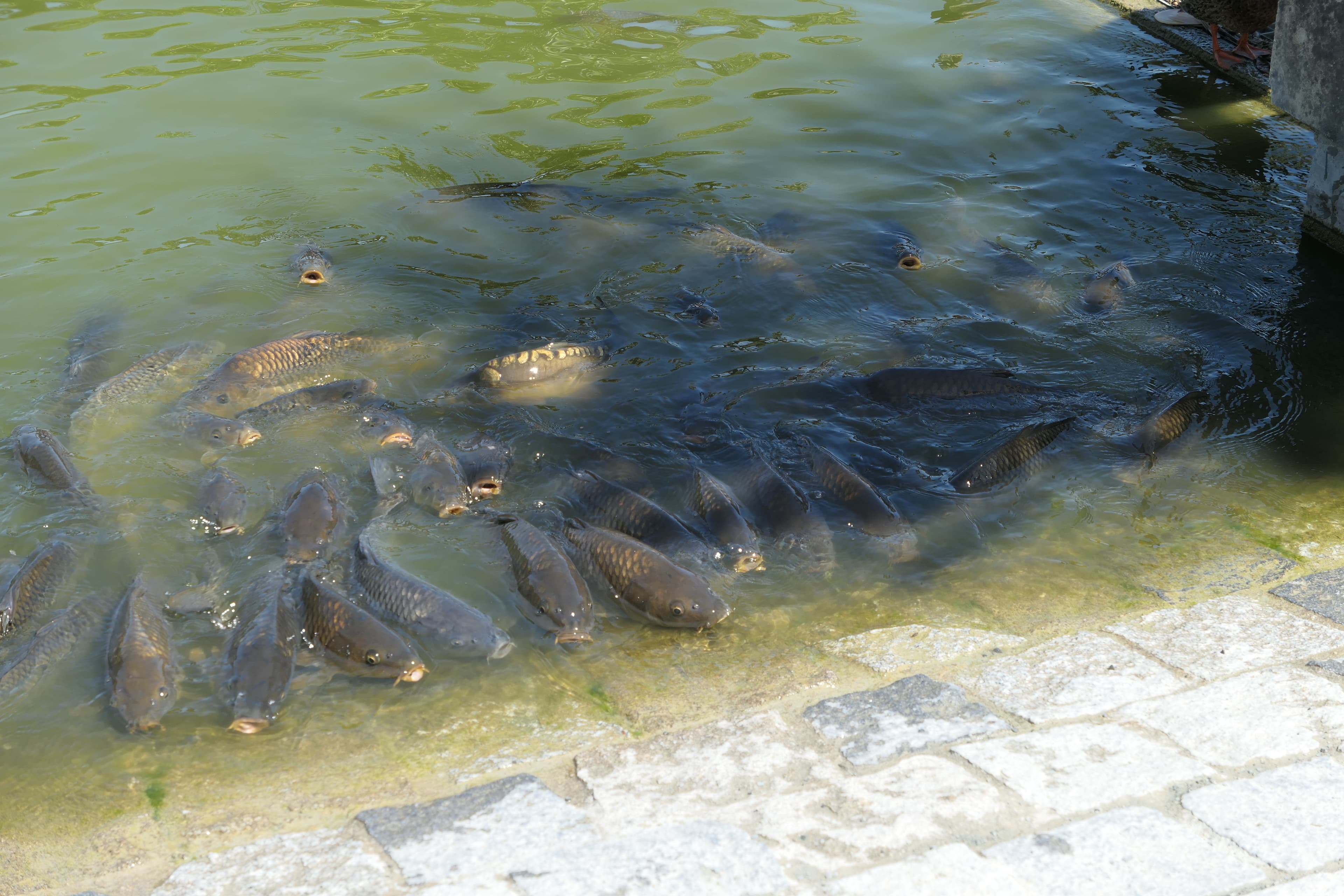 Common Carp