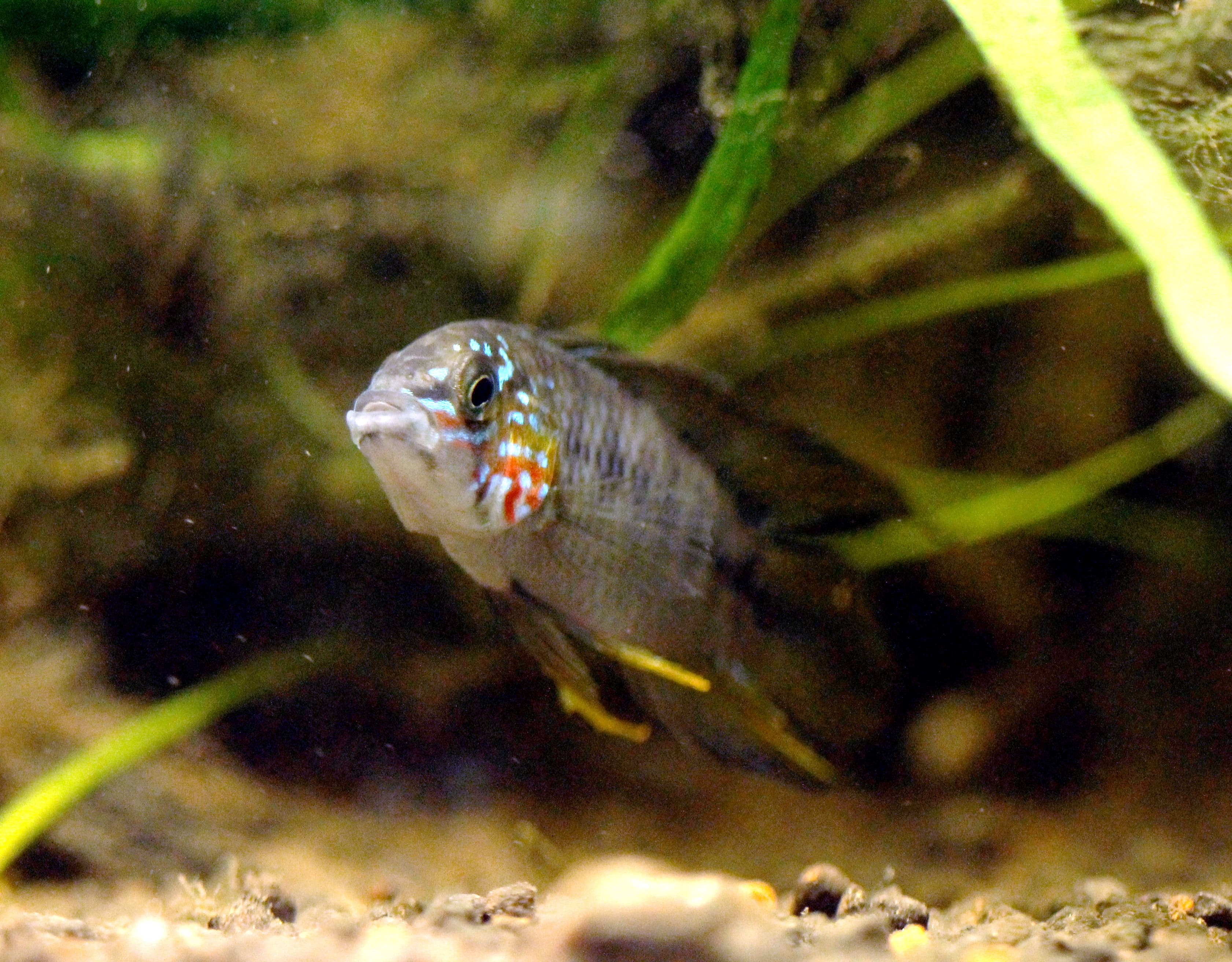 Borelli's Dwarf Cichlid
