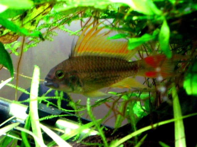 Cockatoo Dwarf Cichlid