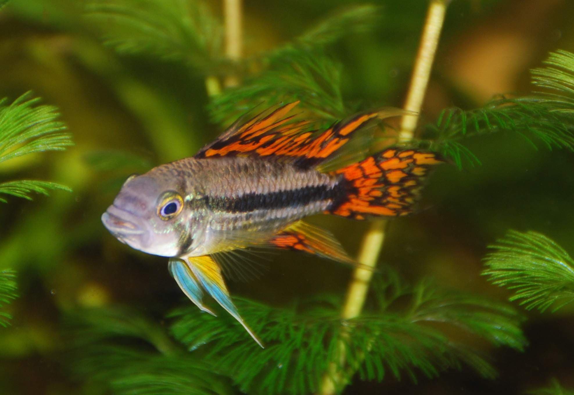 Cockatoo Dwarf Cichlid