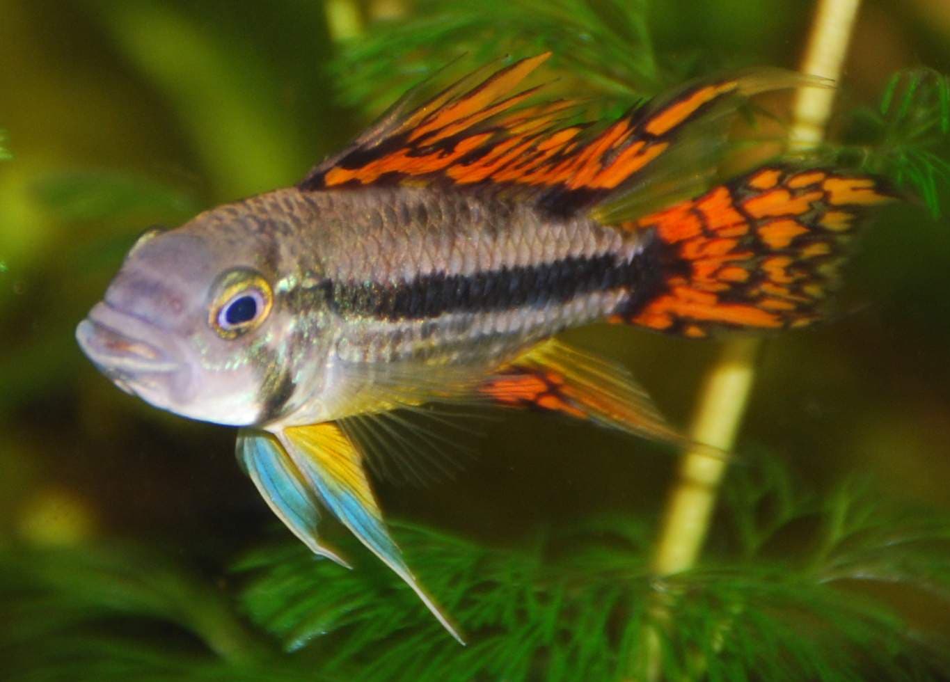 Double Red Cockatoo Dwarf Cichlid