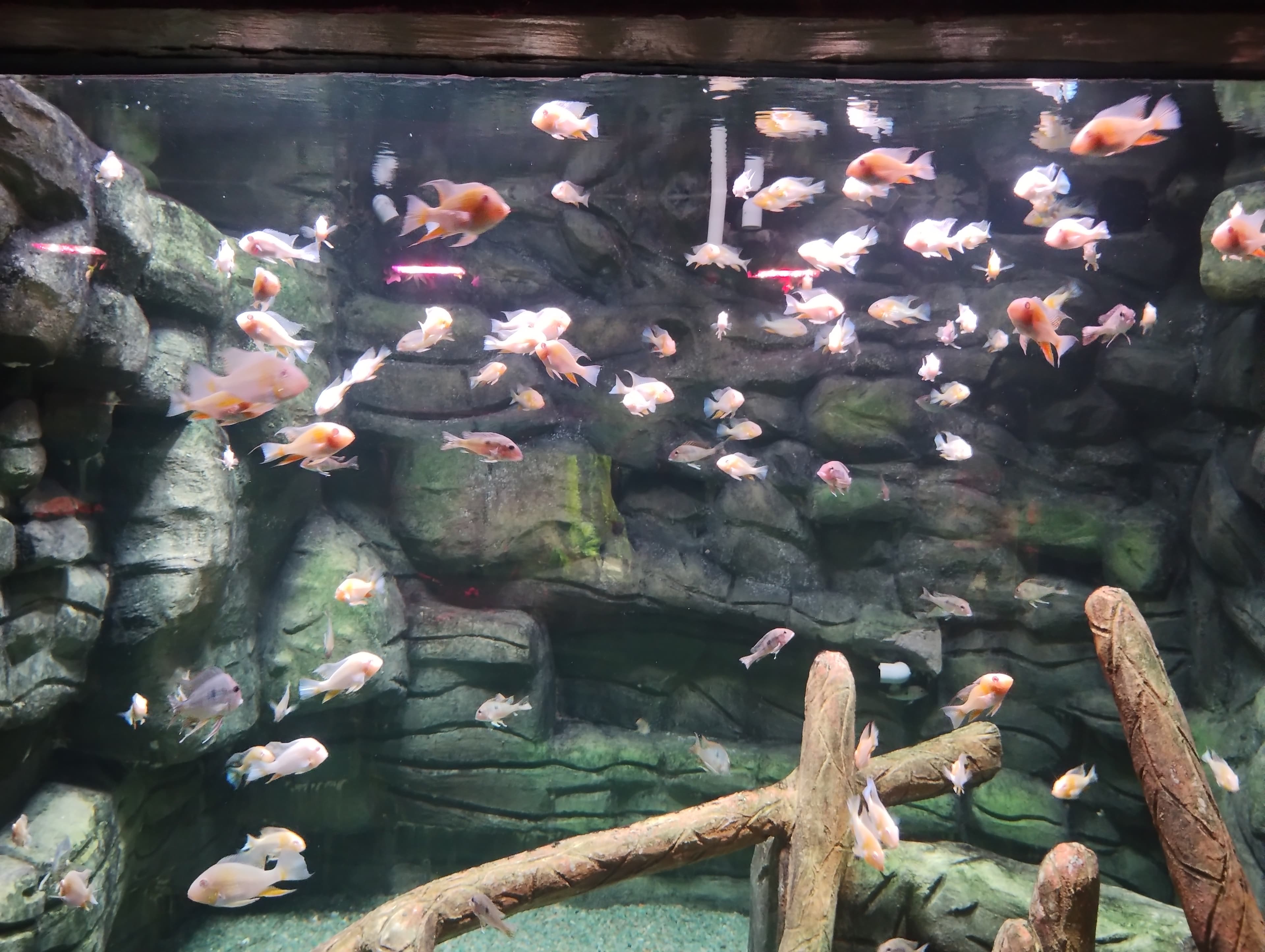 Gold Ram Cichlid