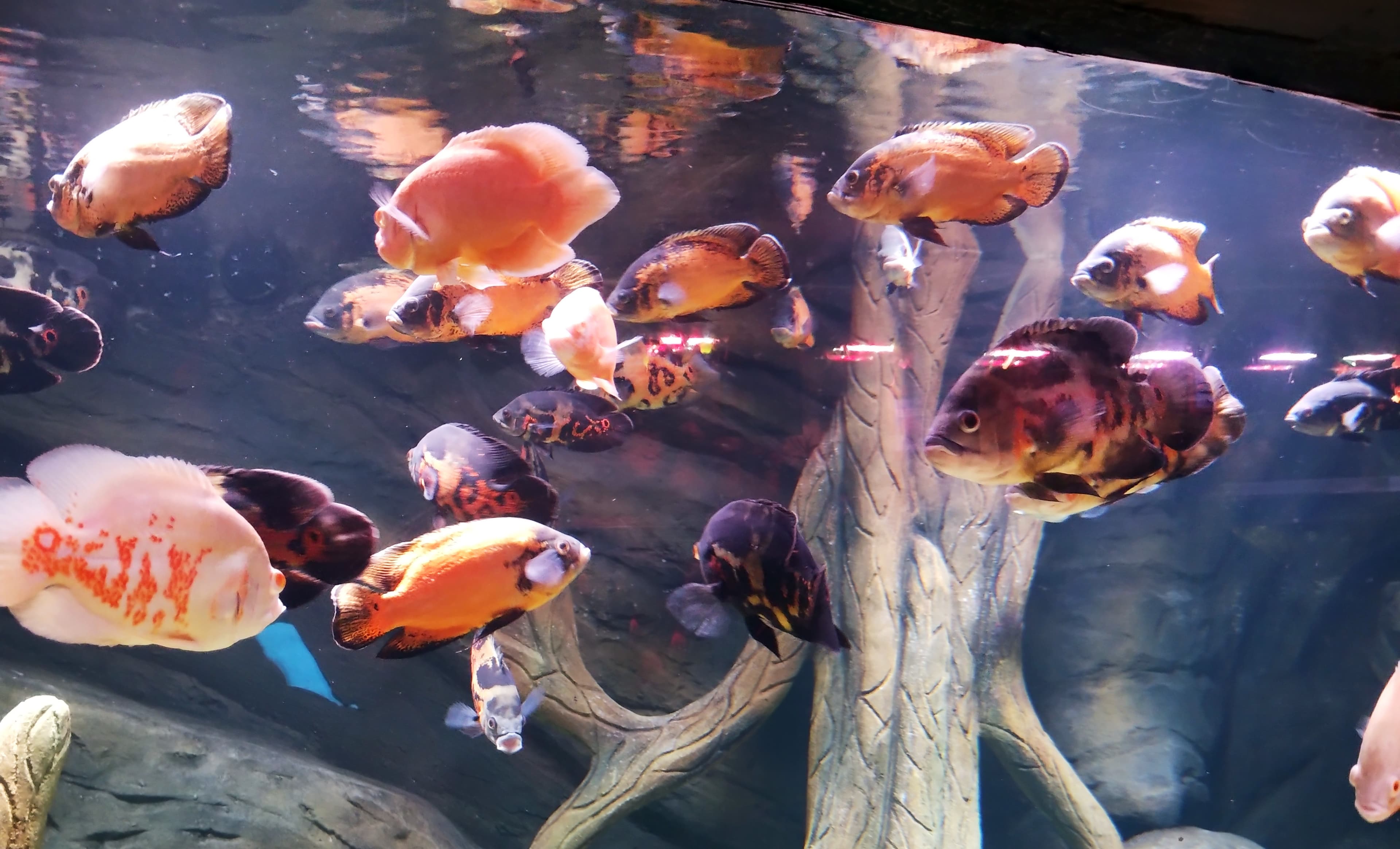 Oscar Cichlid
