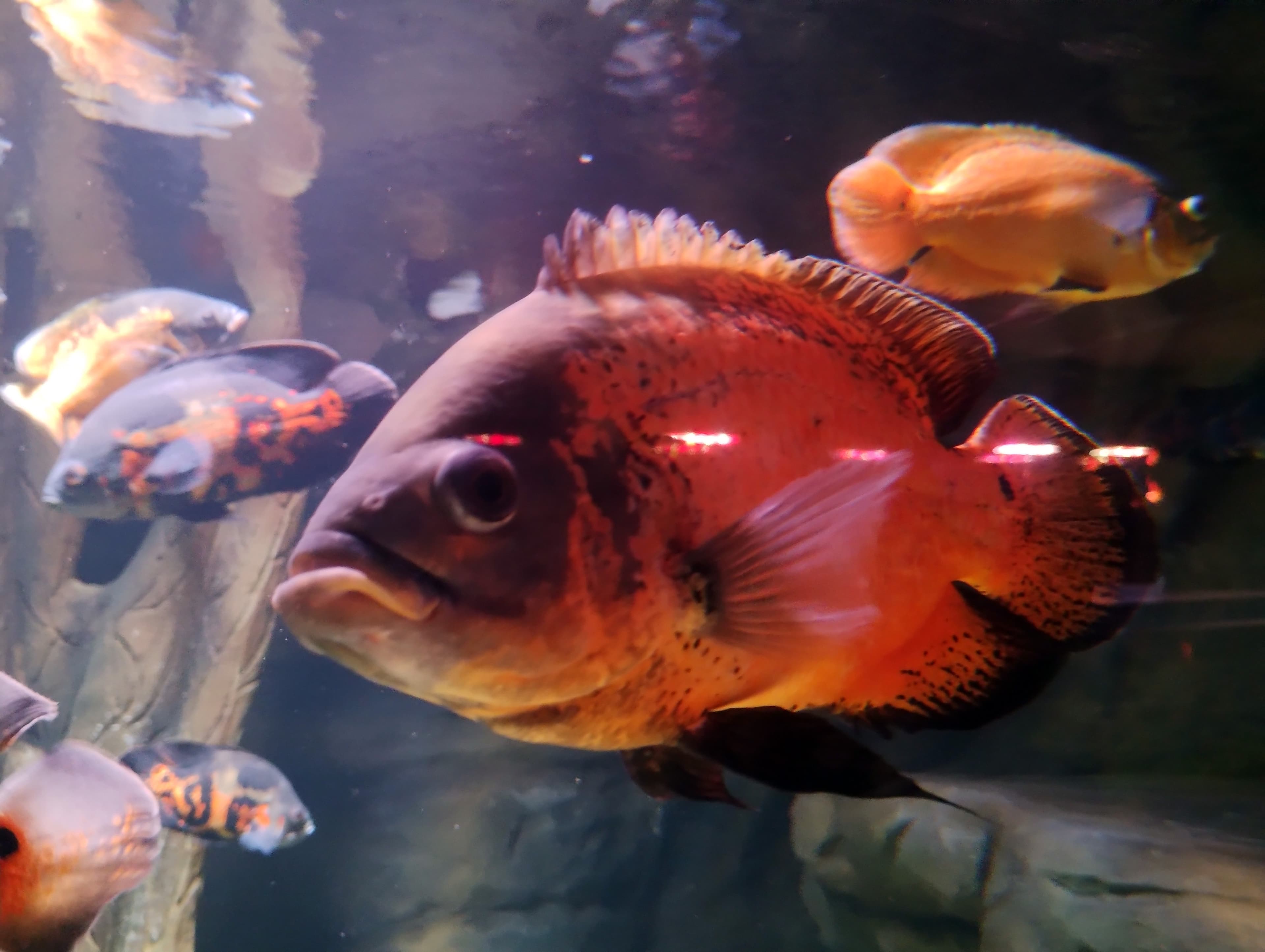 Oscar Cichlid