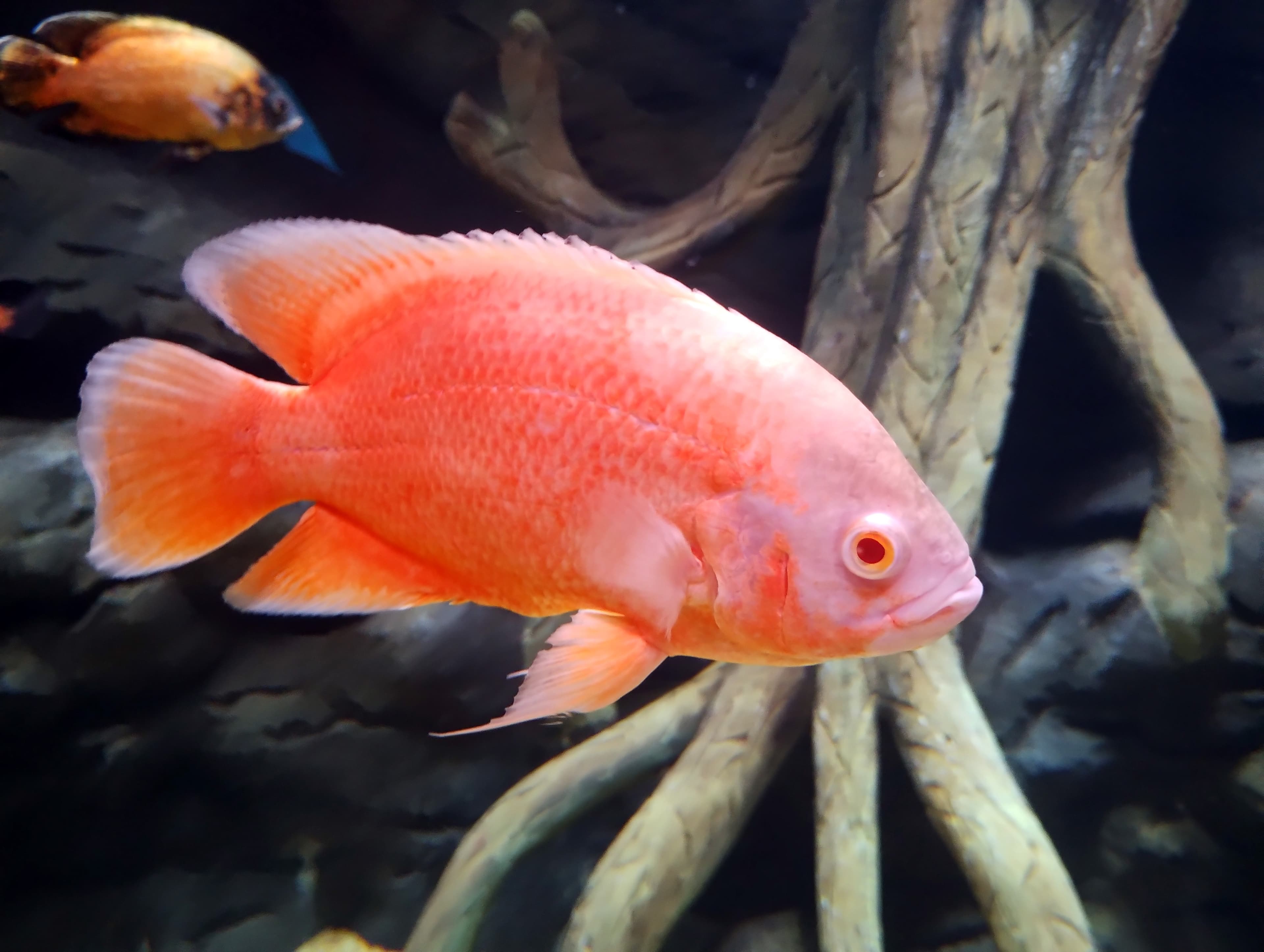 Red Oscar