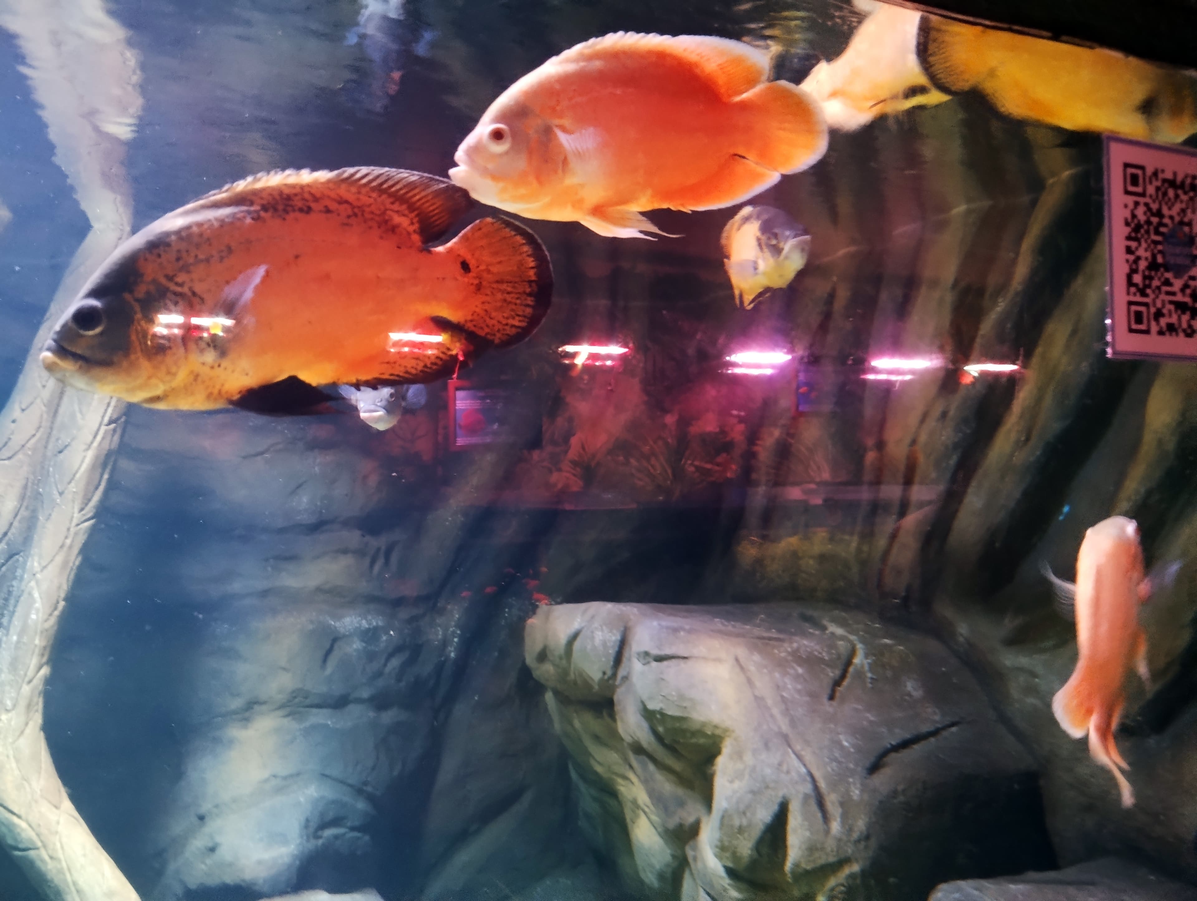 Oscar Cichlid