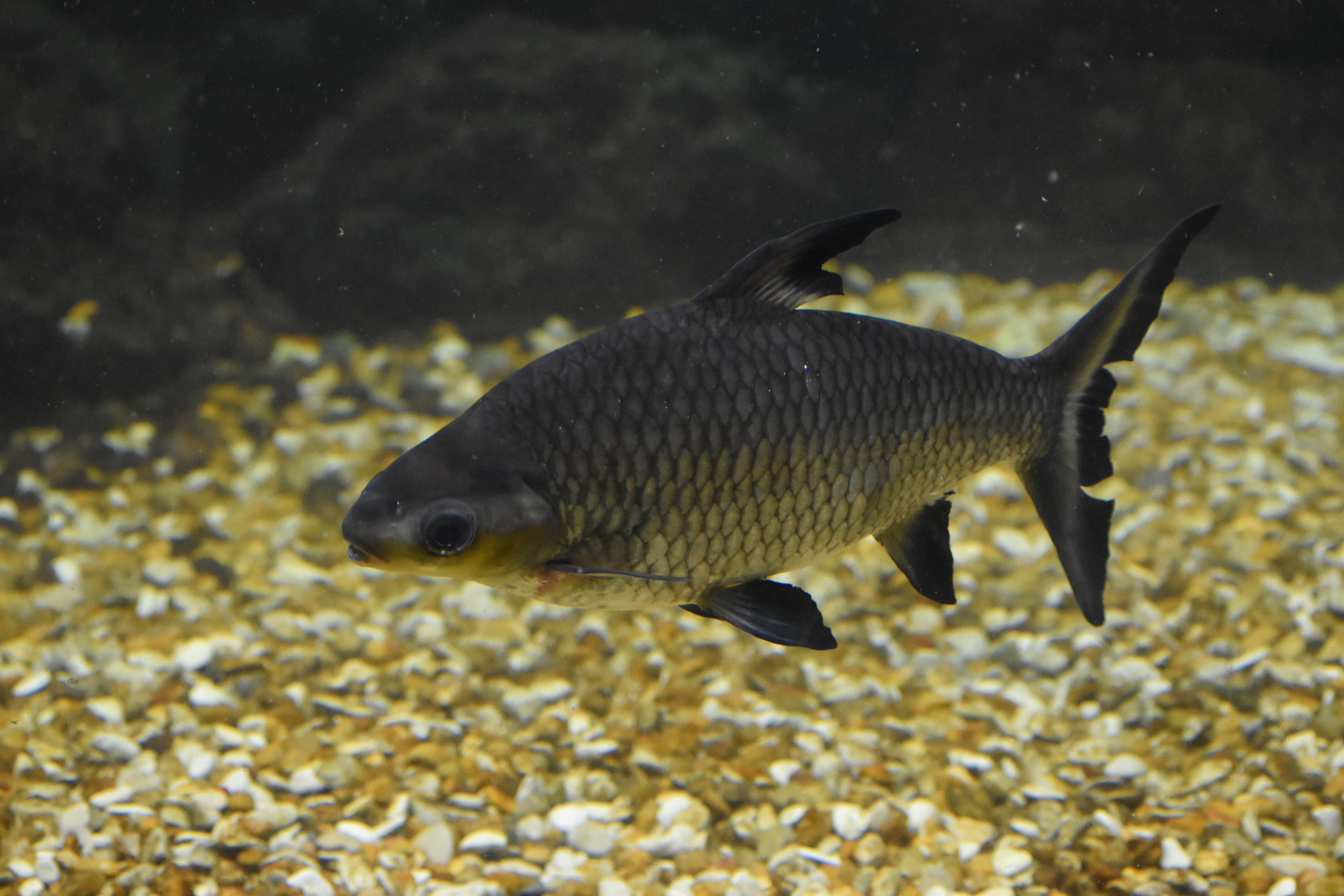 Black Sharkminnow