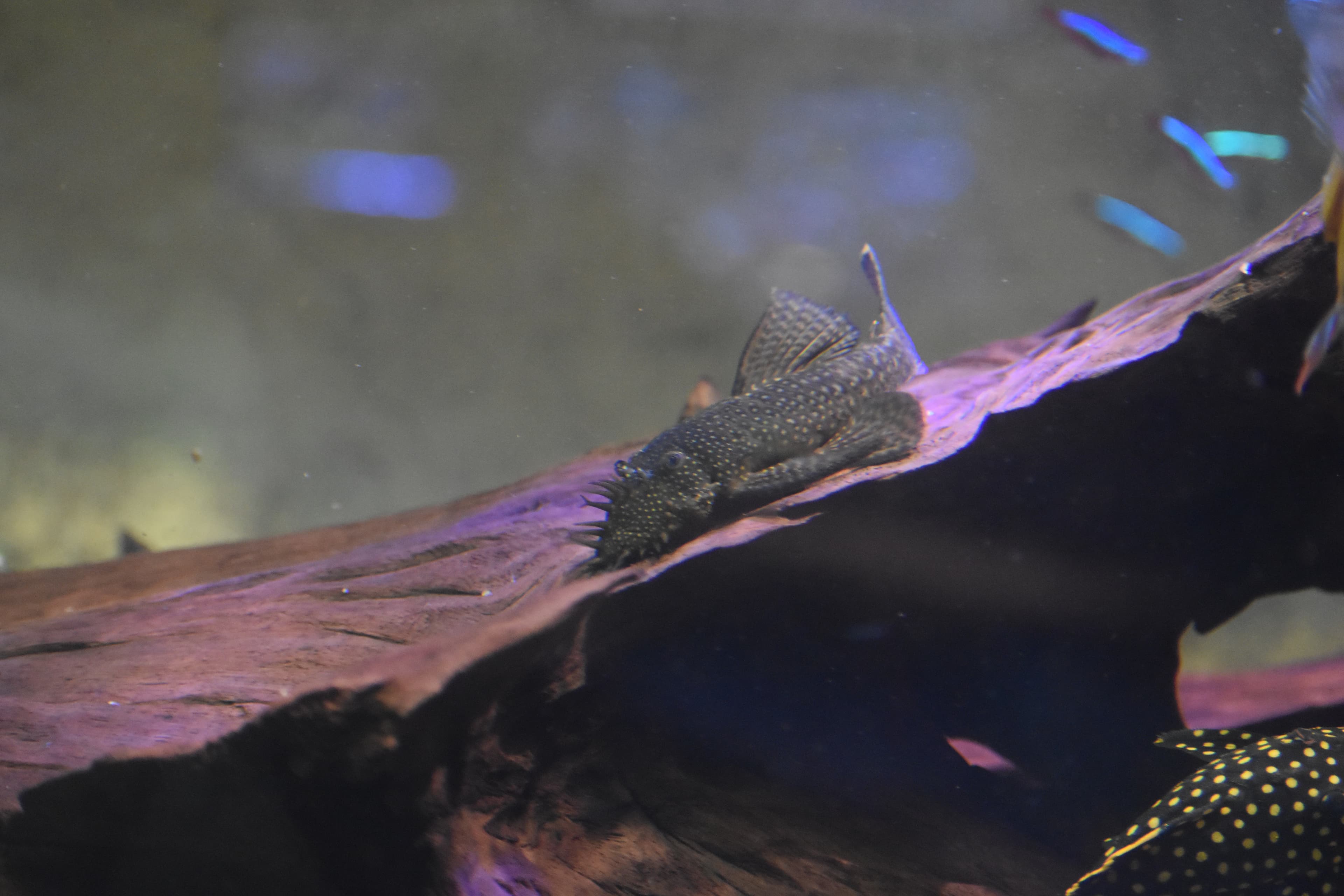 Bristlenose Pleco