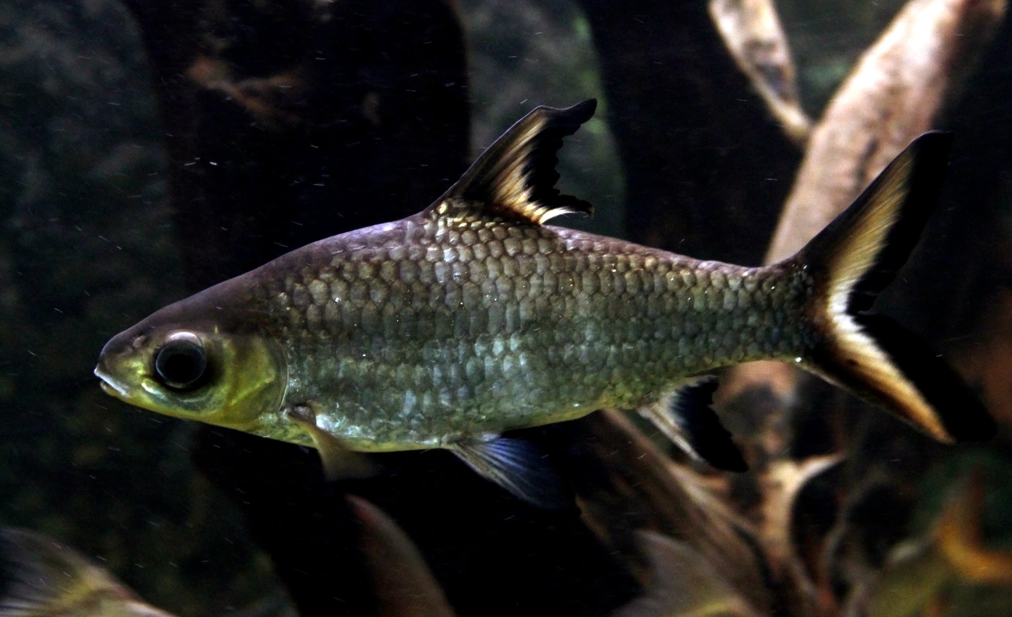 Bala Shark