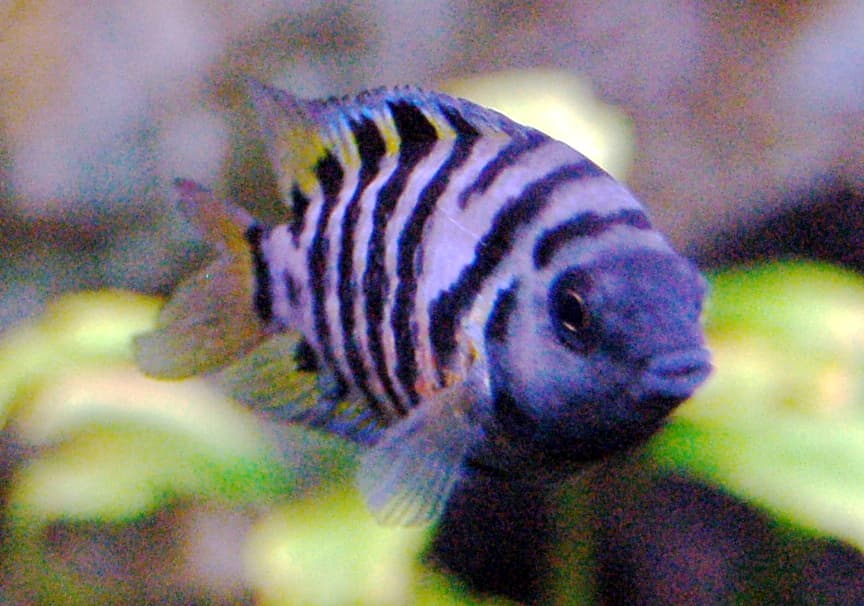 Convict Cichlid