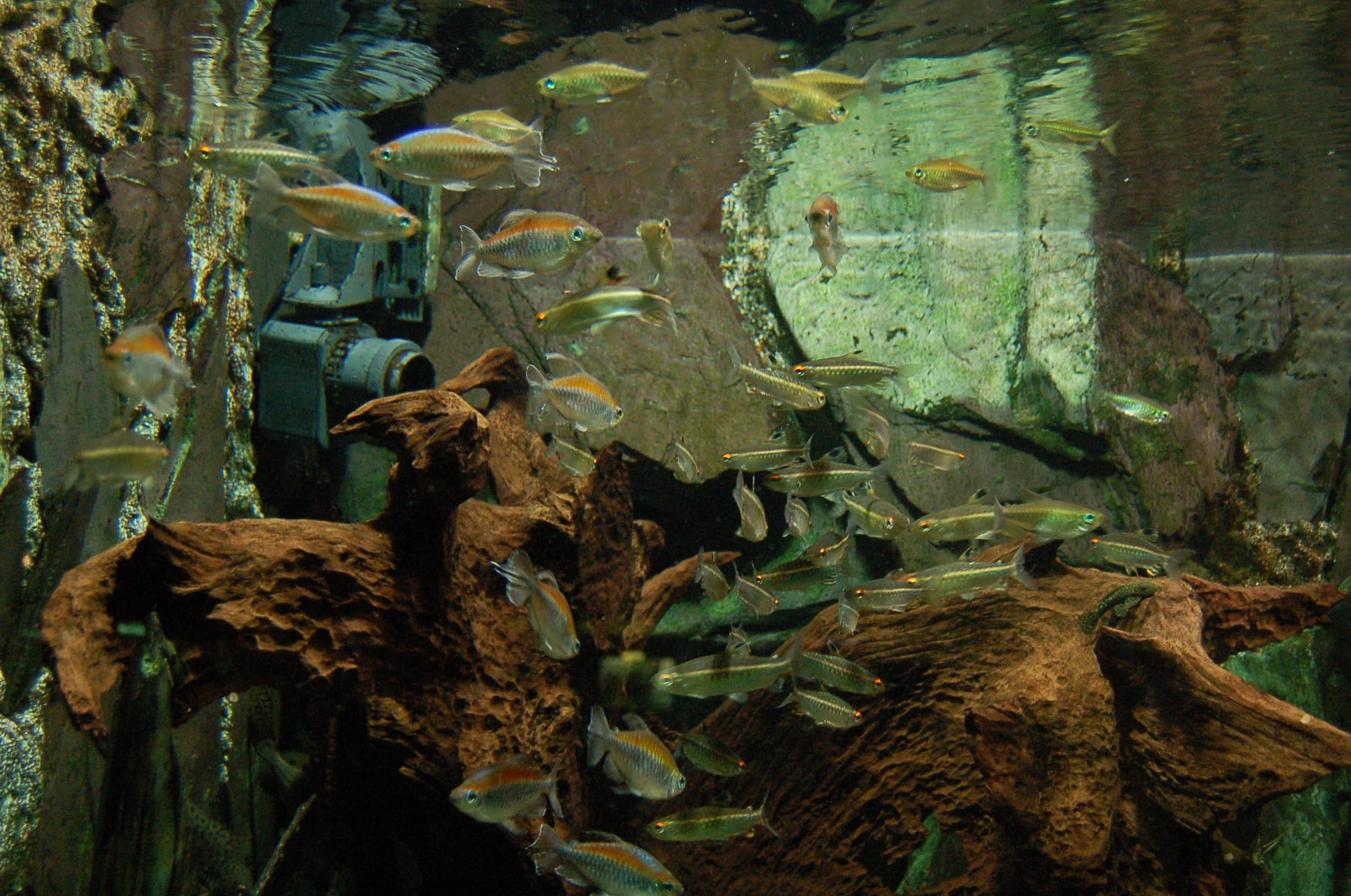 Congo Tetra