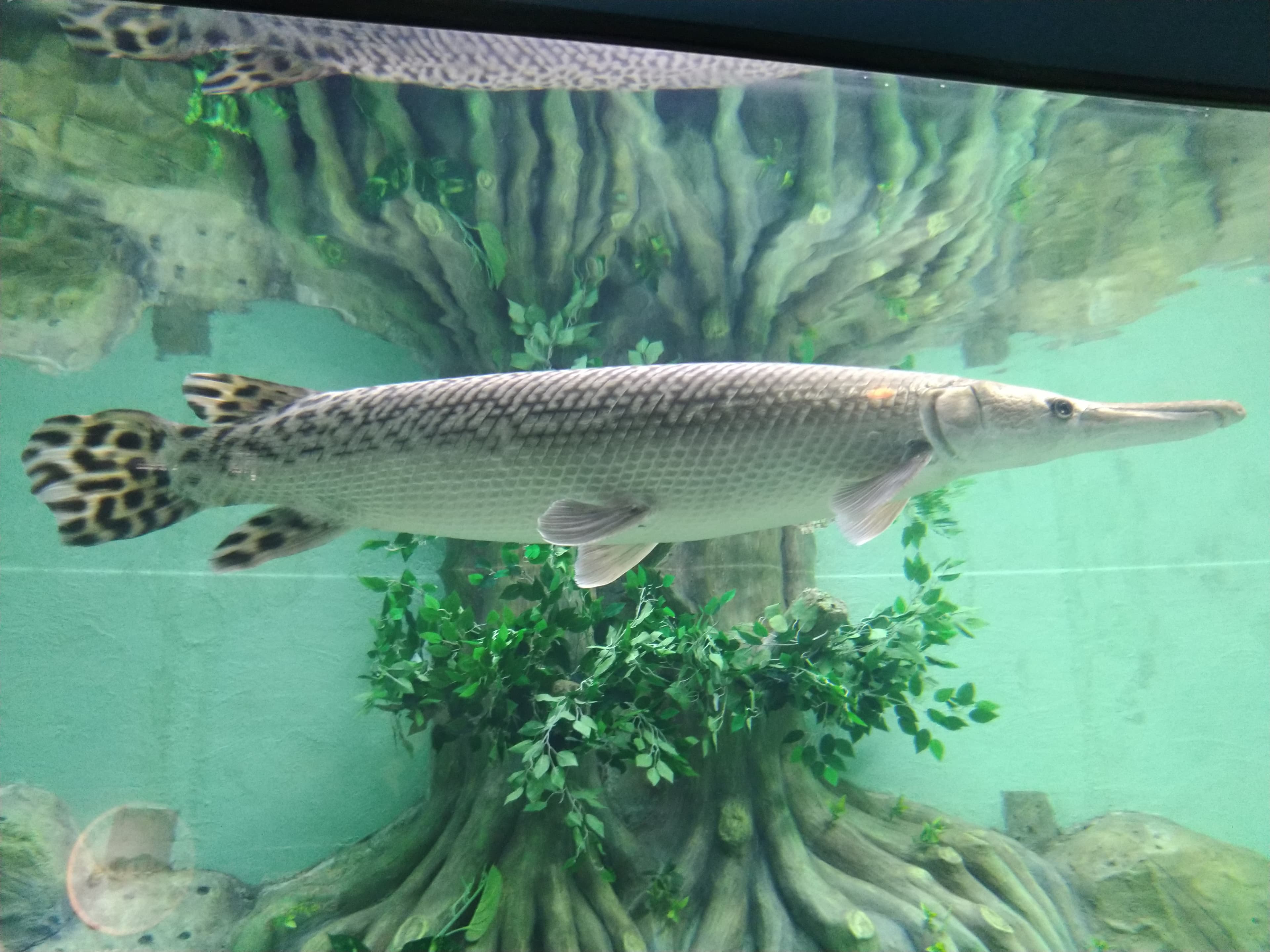 Spotted Gar