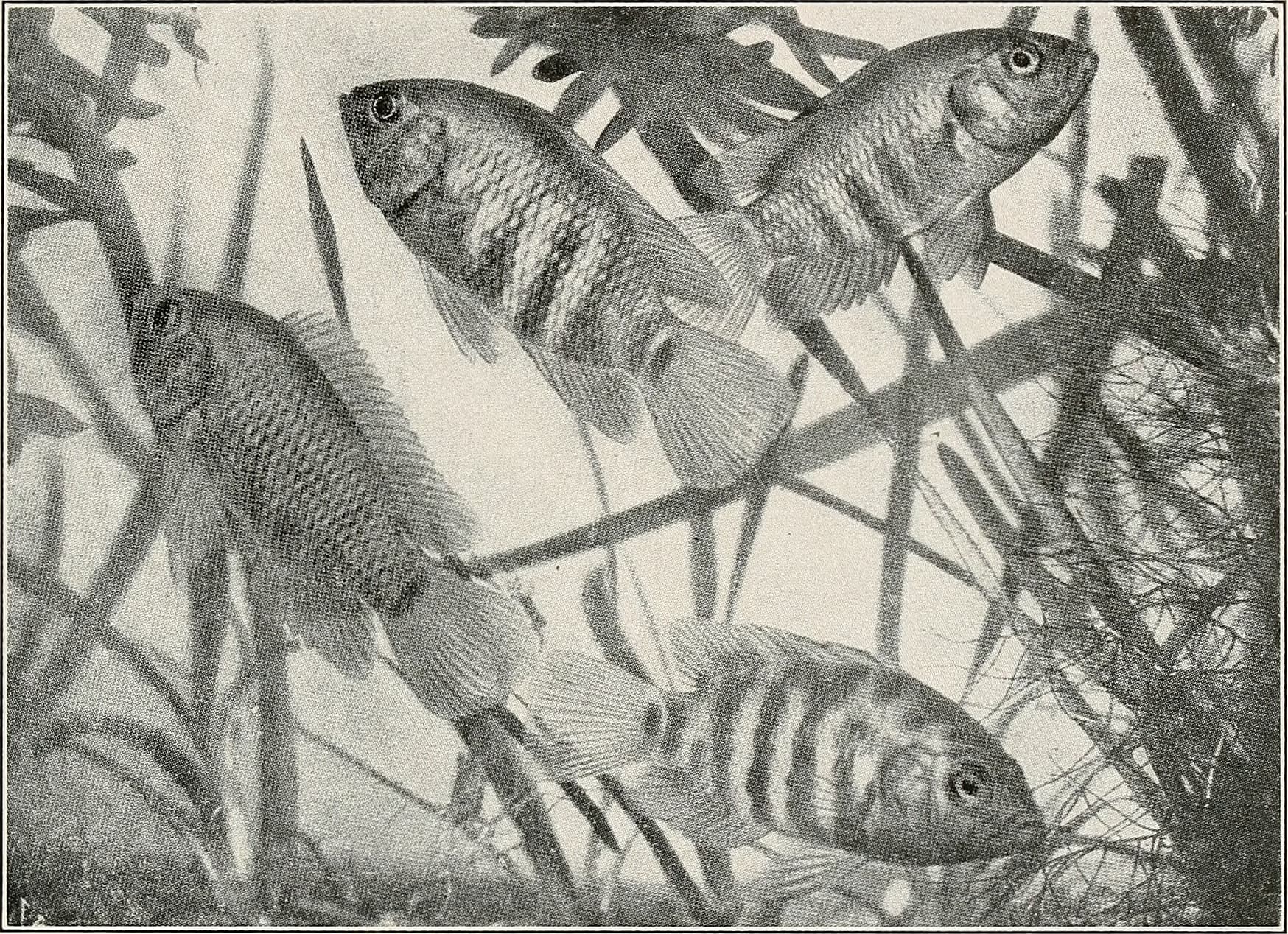 Convict Cichlid