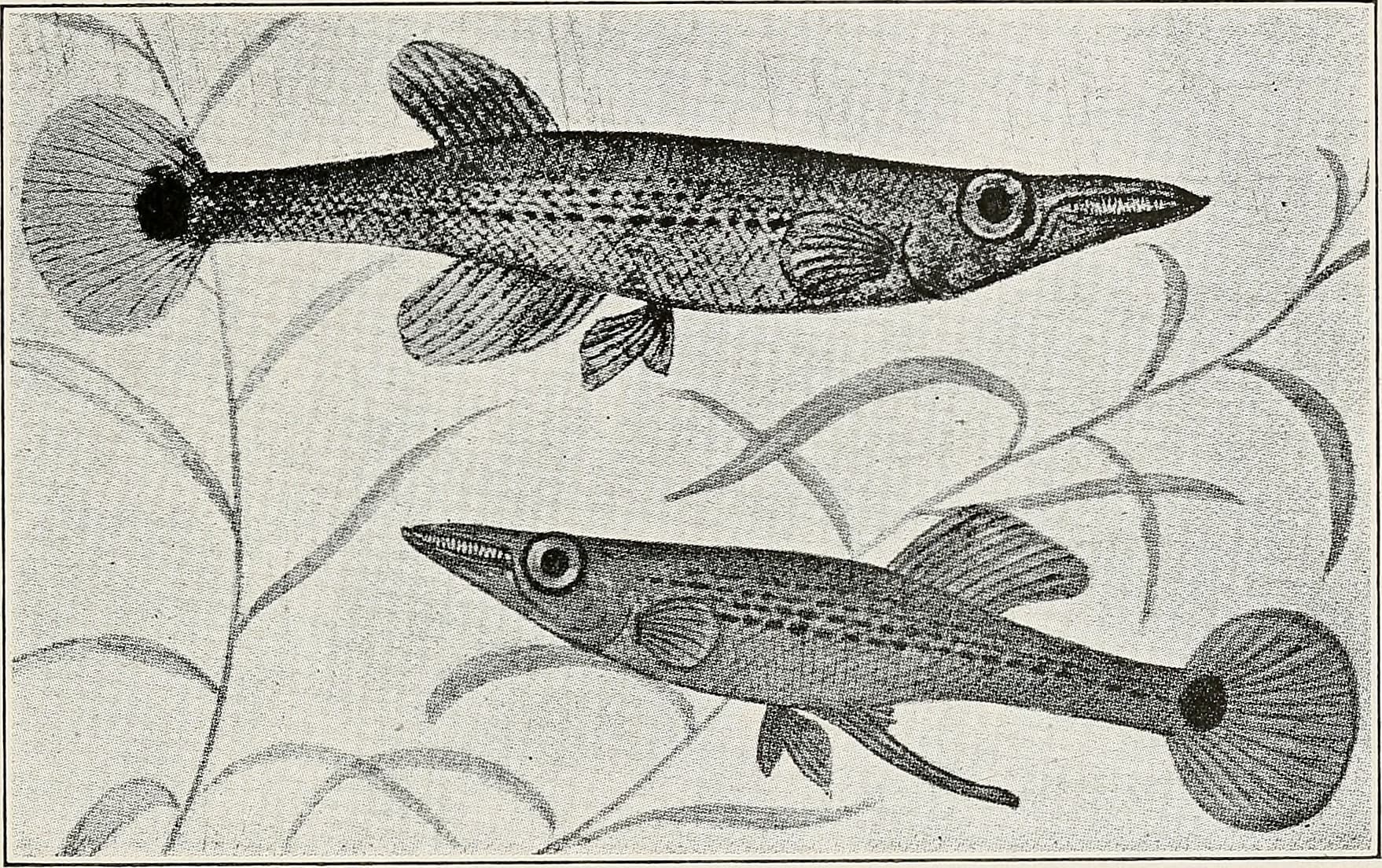 Pike Killifish