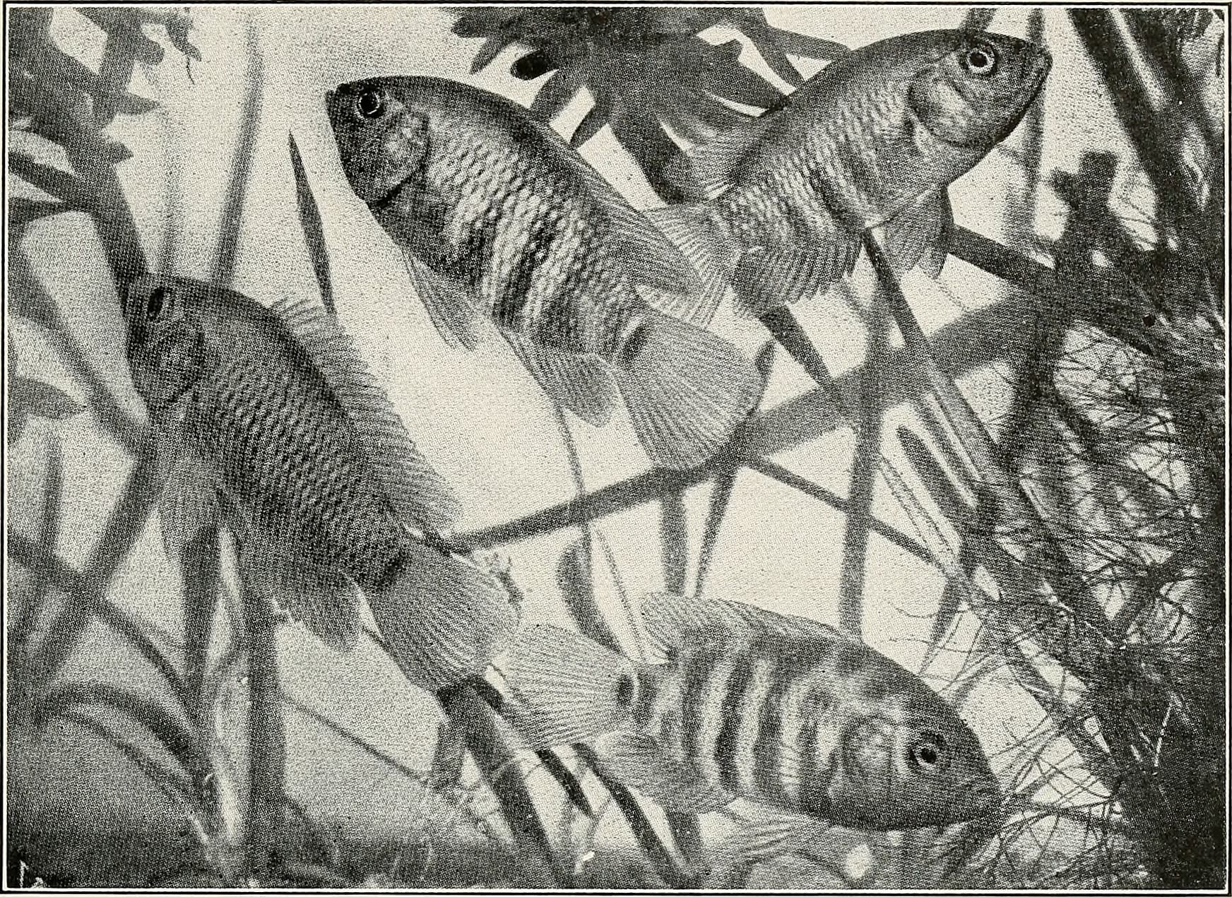 Convict Cichlid