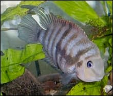 Convict Cichlid