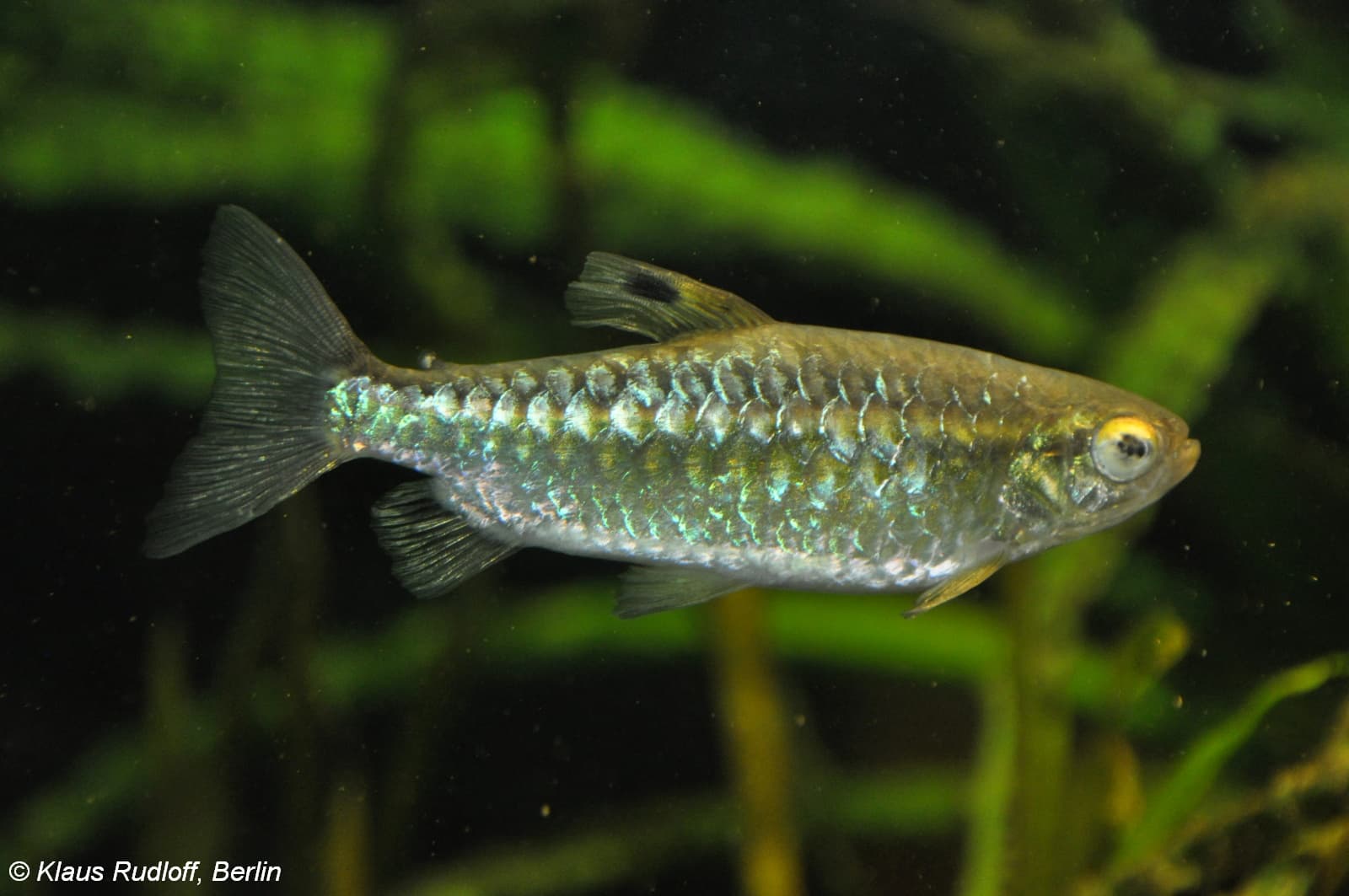 Red-eyed Characin