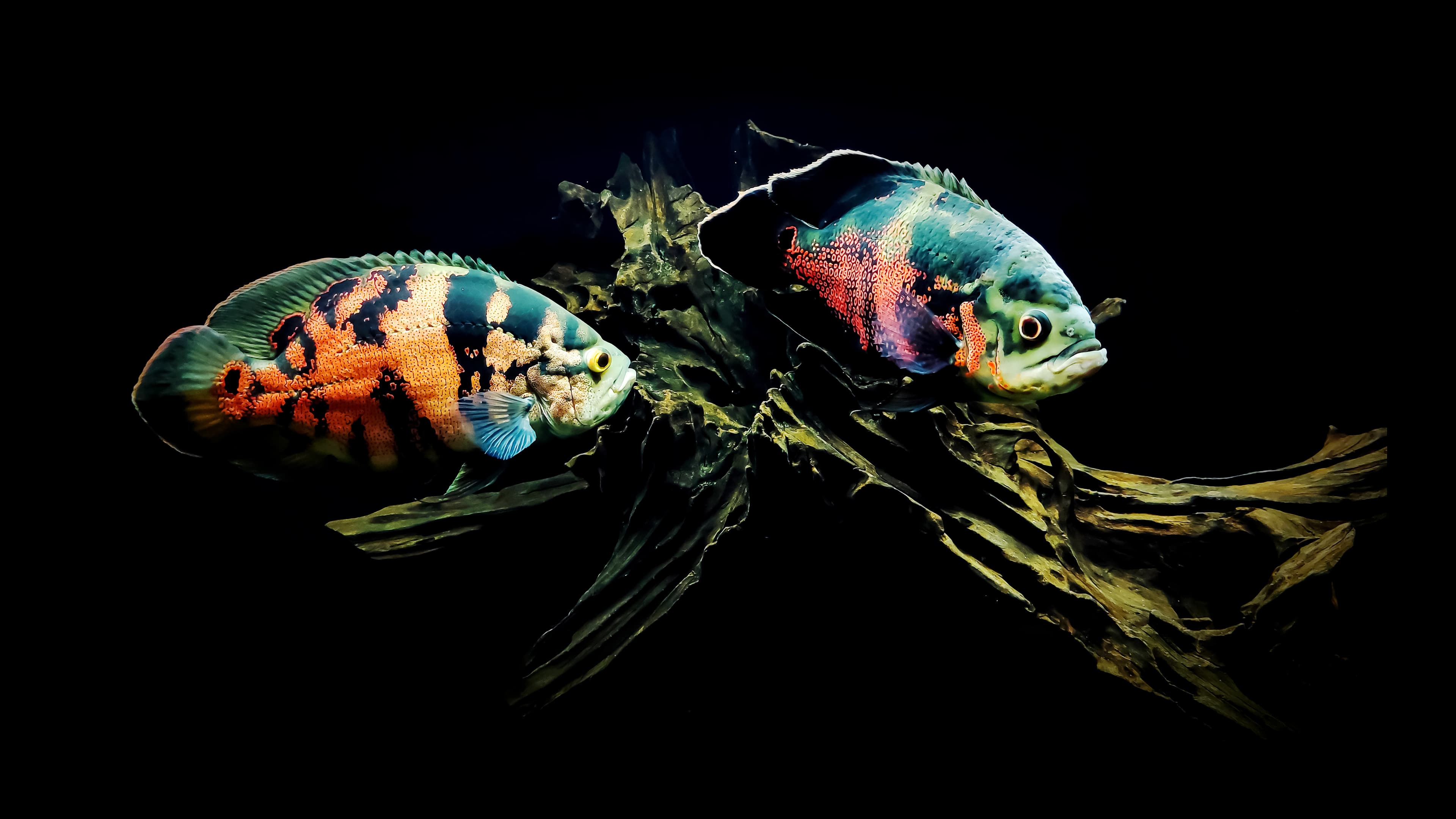 Oscar Cichlid