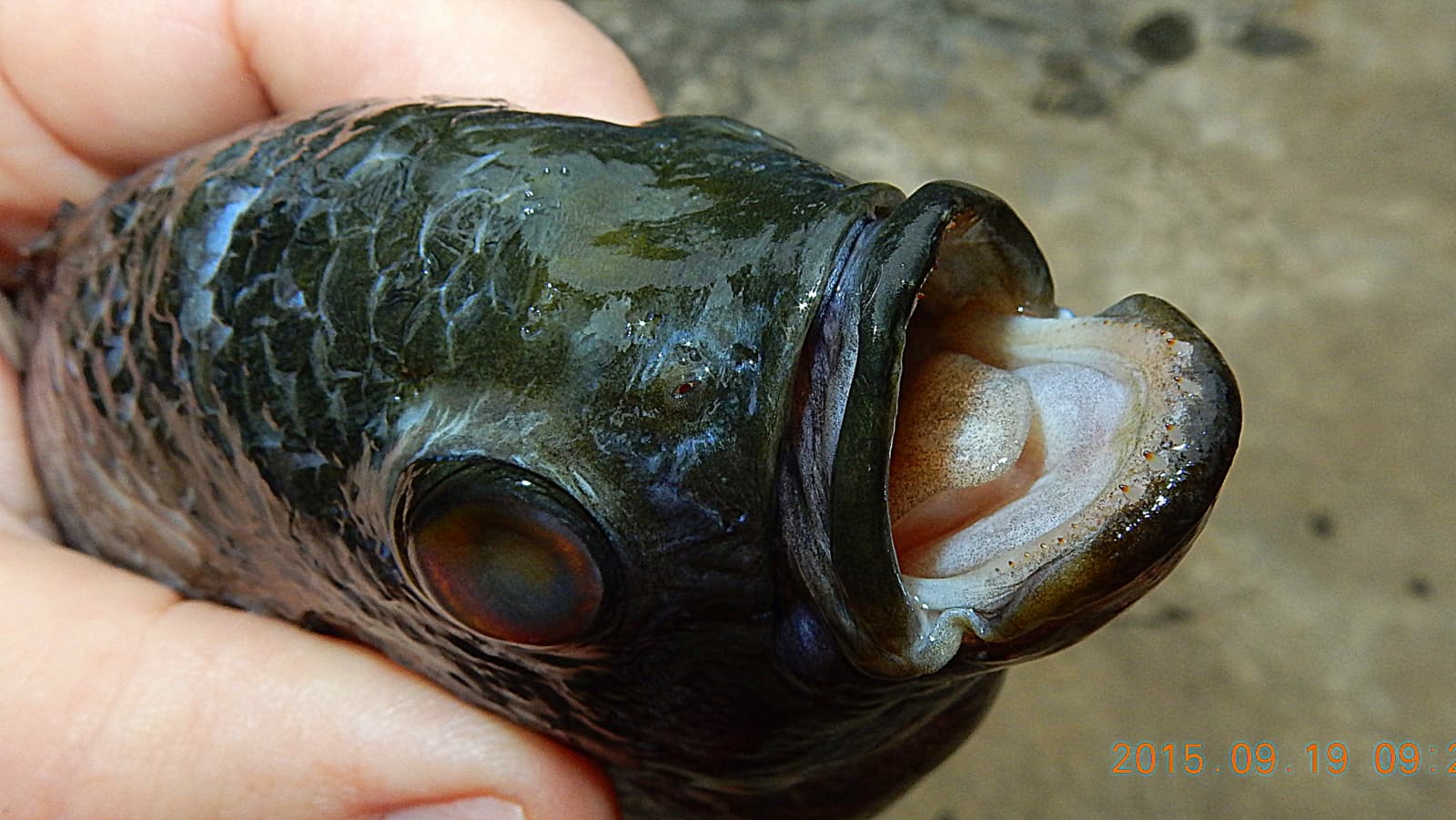 Rough-finned Oscar