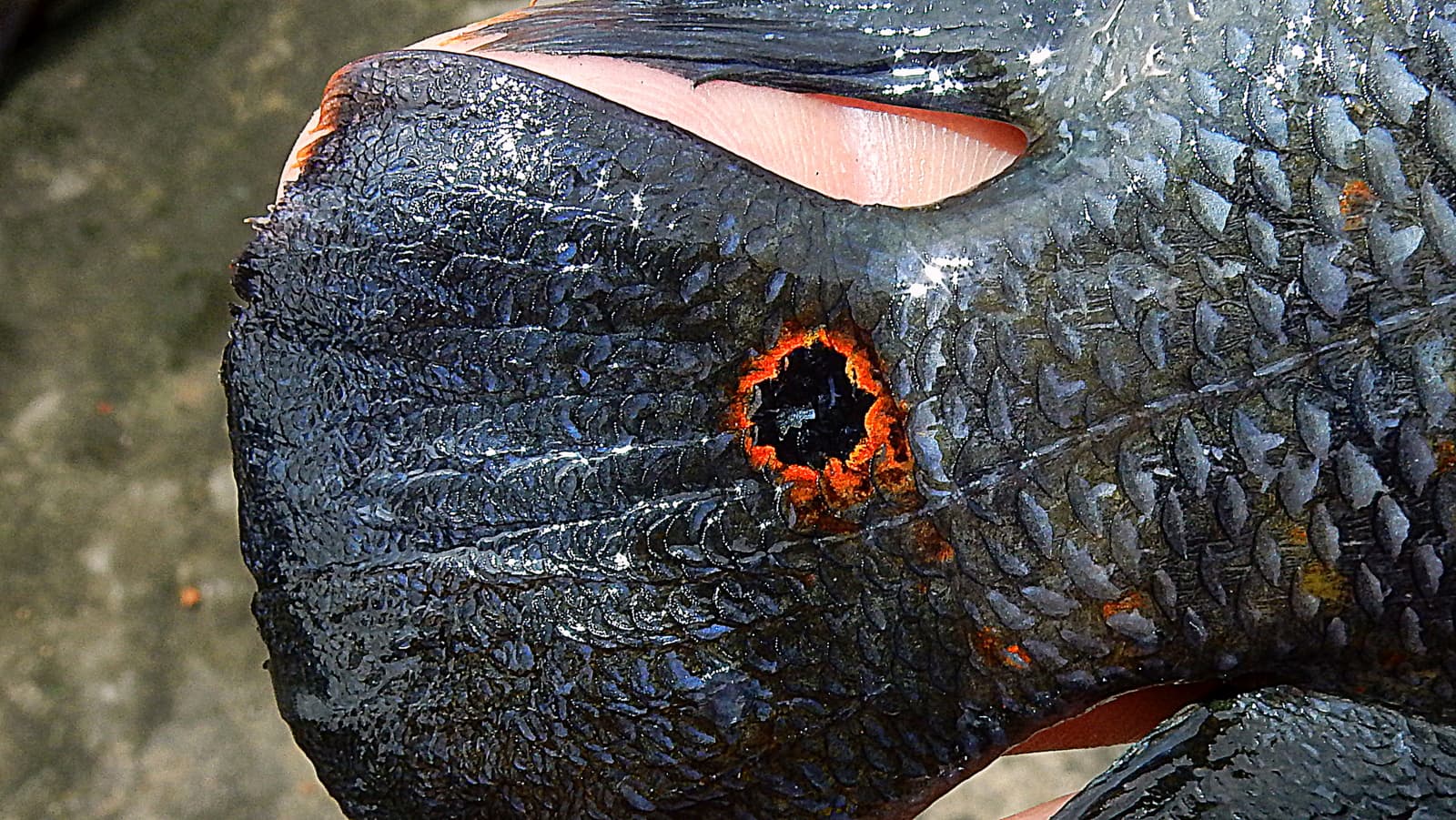 Orinoco Oscar