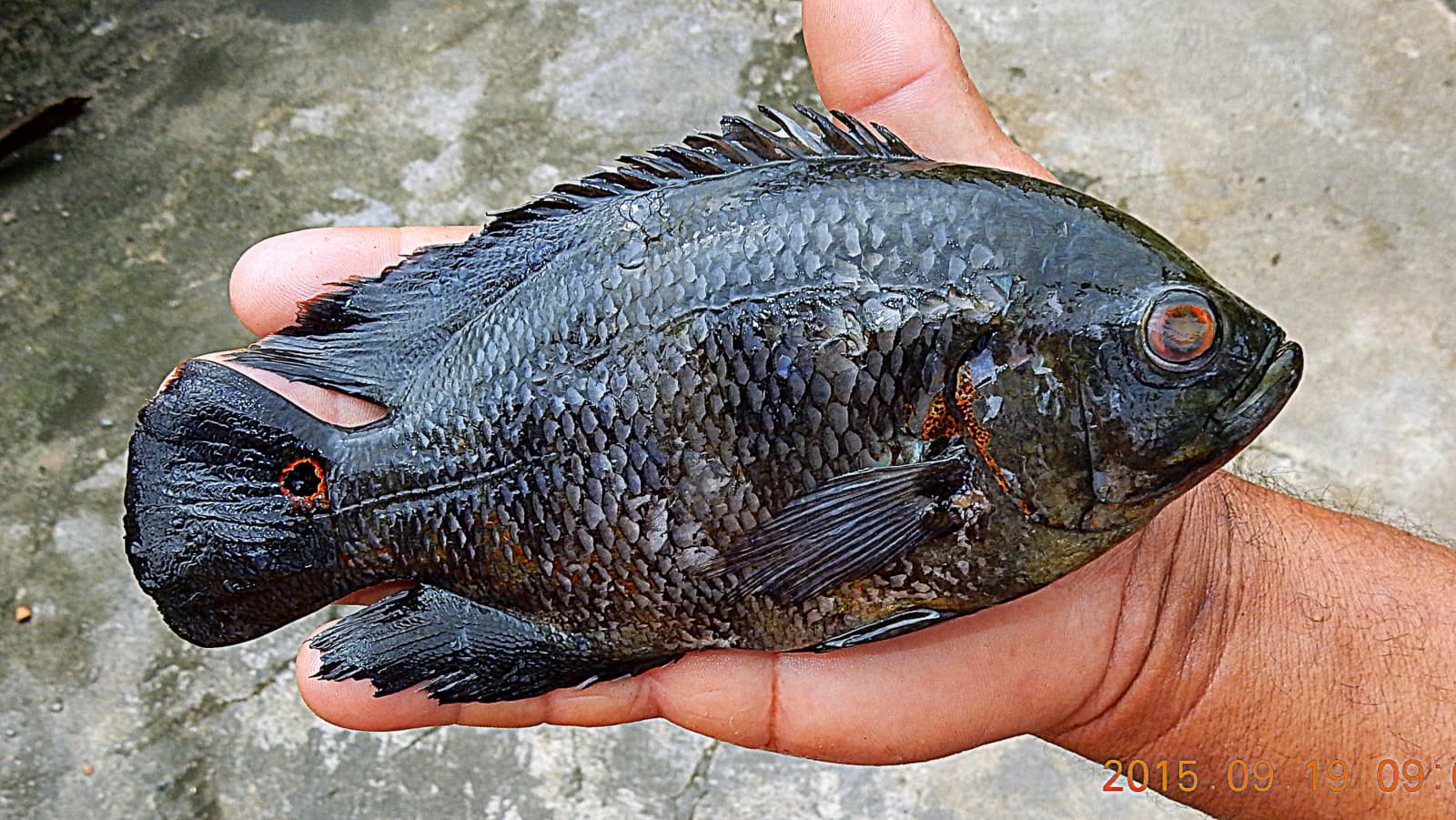 Pinima Oscar