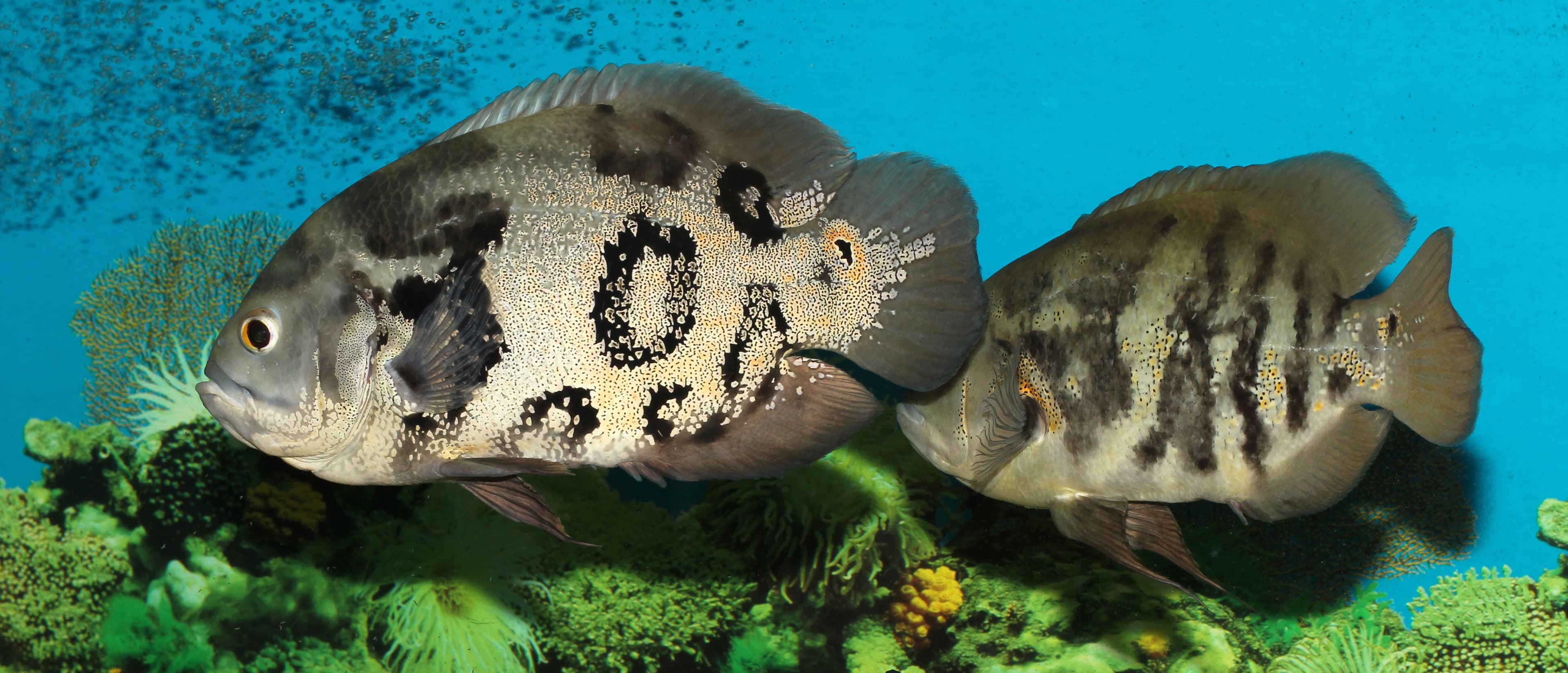 Oscar Cichlid