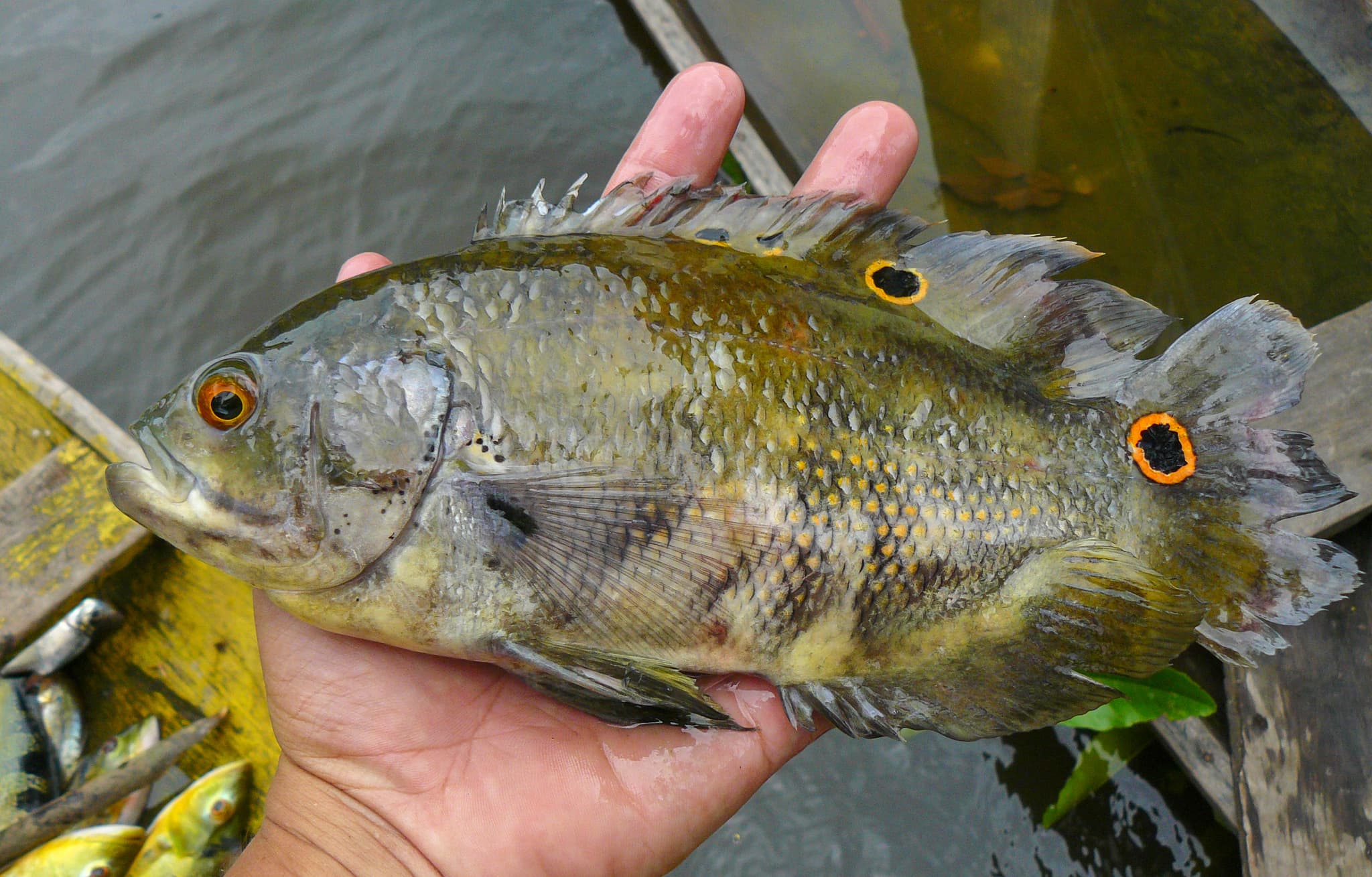 Oscar Cichlid