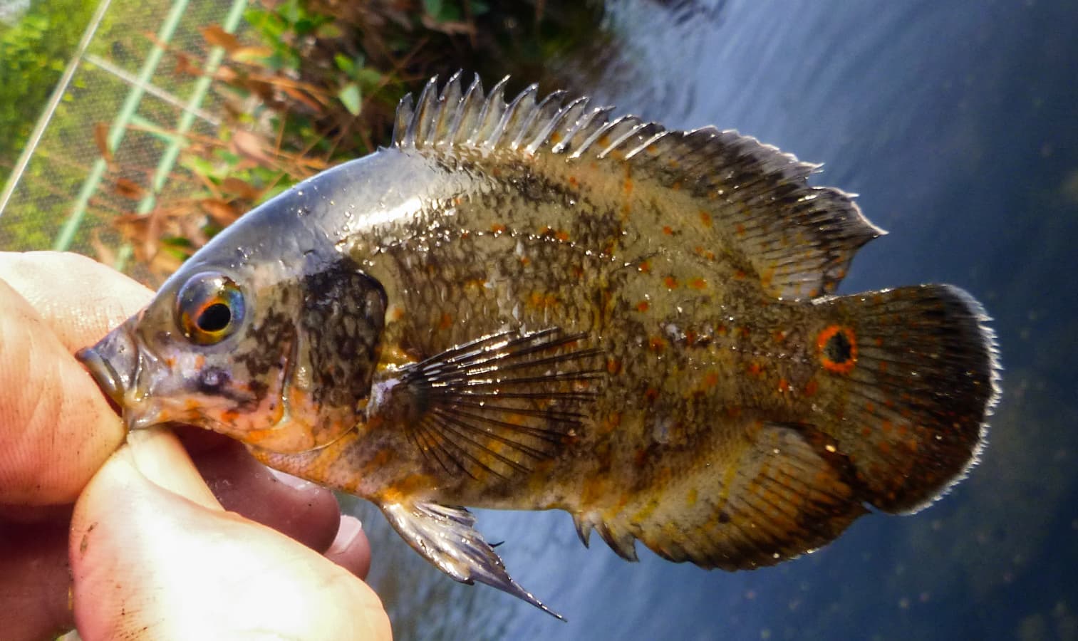 Oscar Cichlid