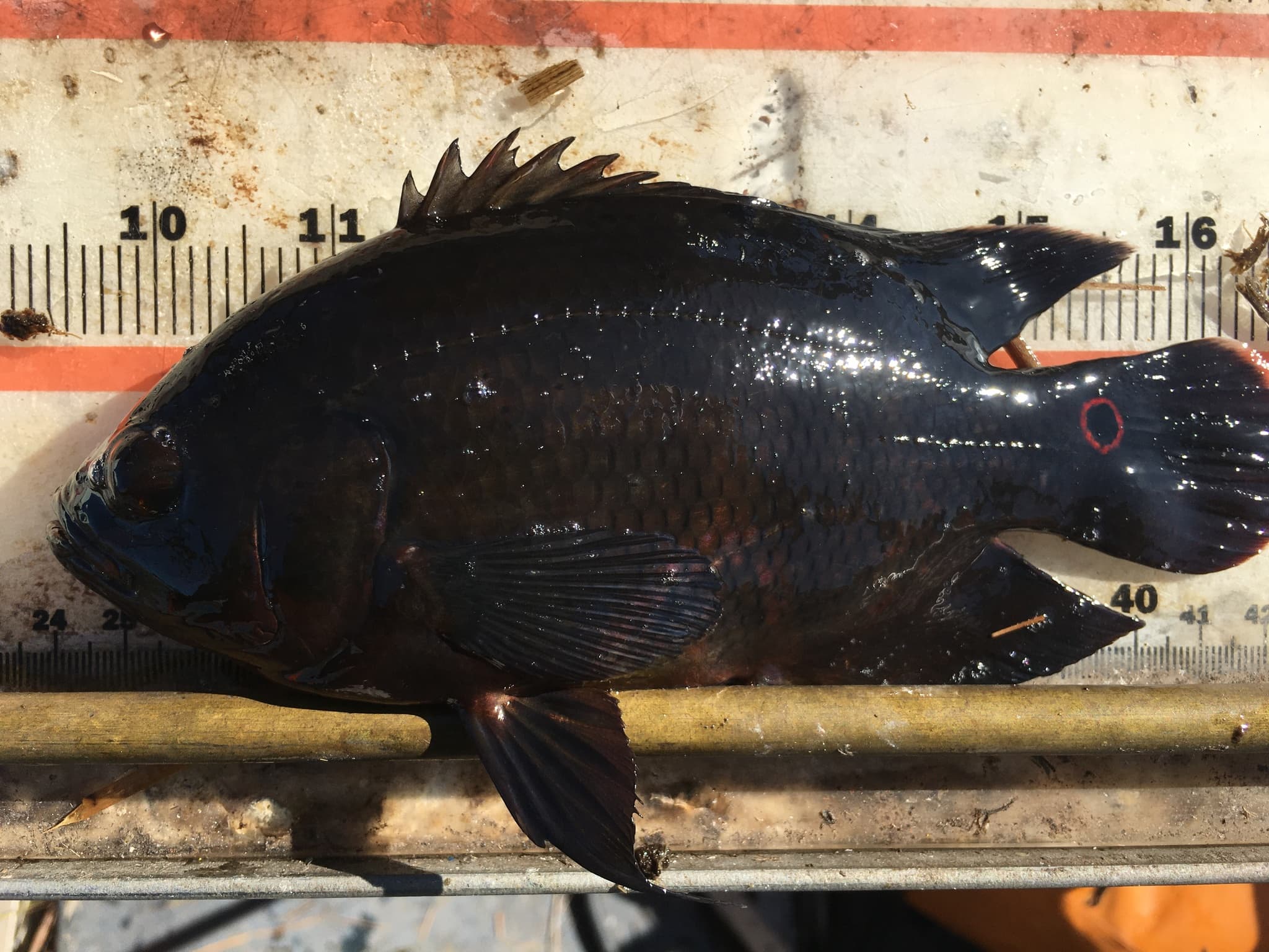 Oscar Cichlid