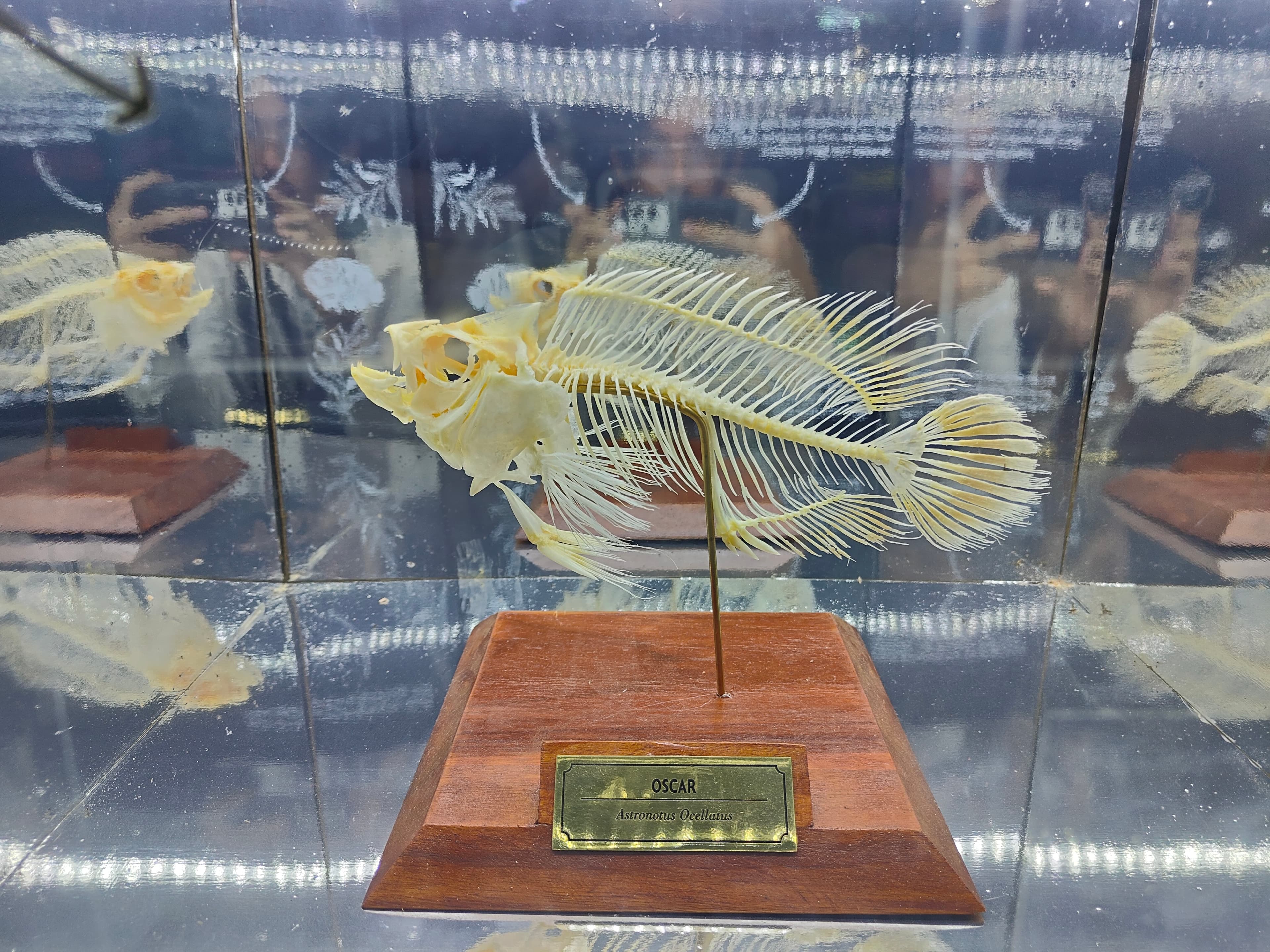Oscar Cichlid