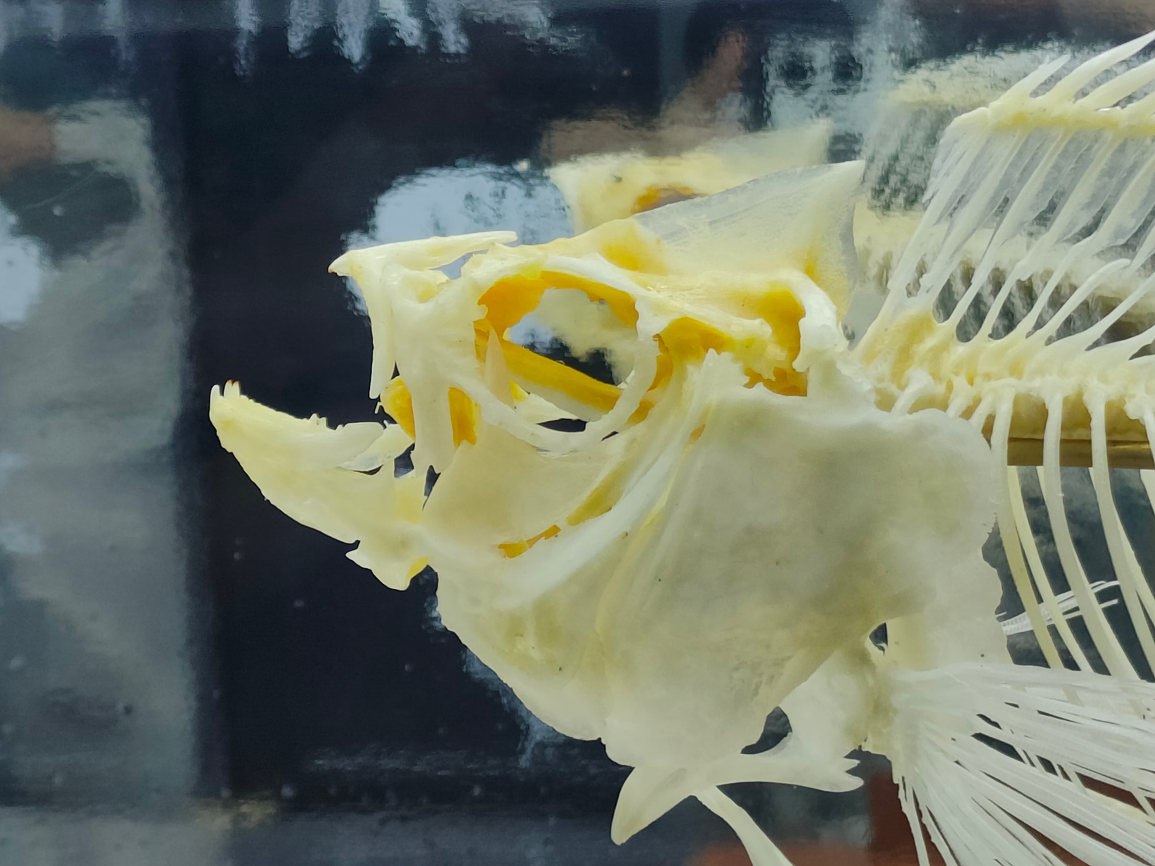 Oscar Cichlid