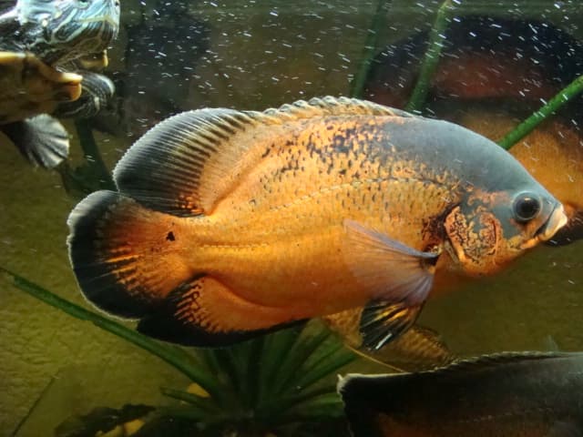 Red Oscar