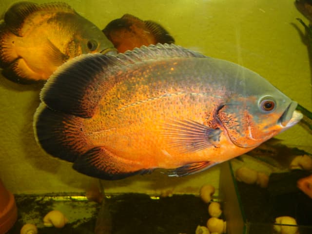 Red Oscar