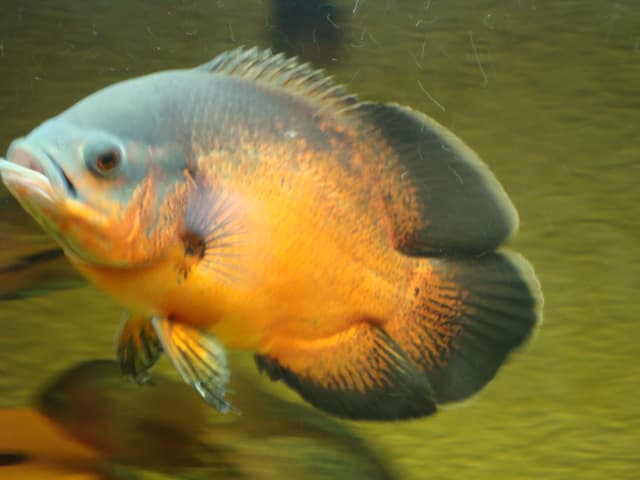 Red Oscar