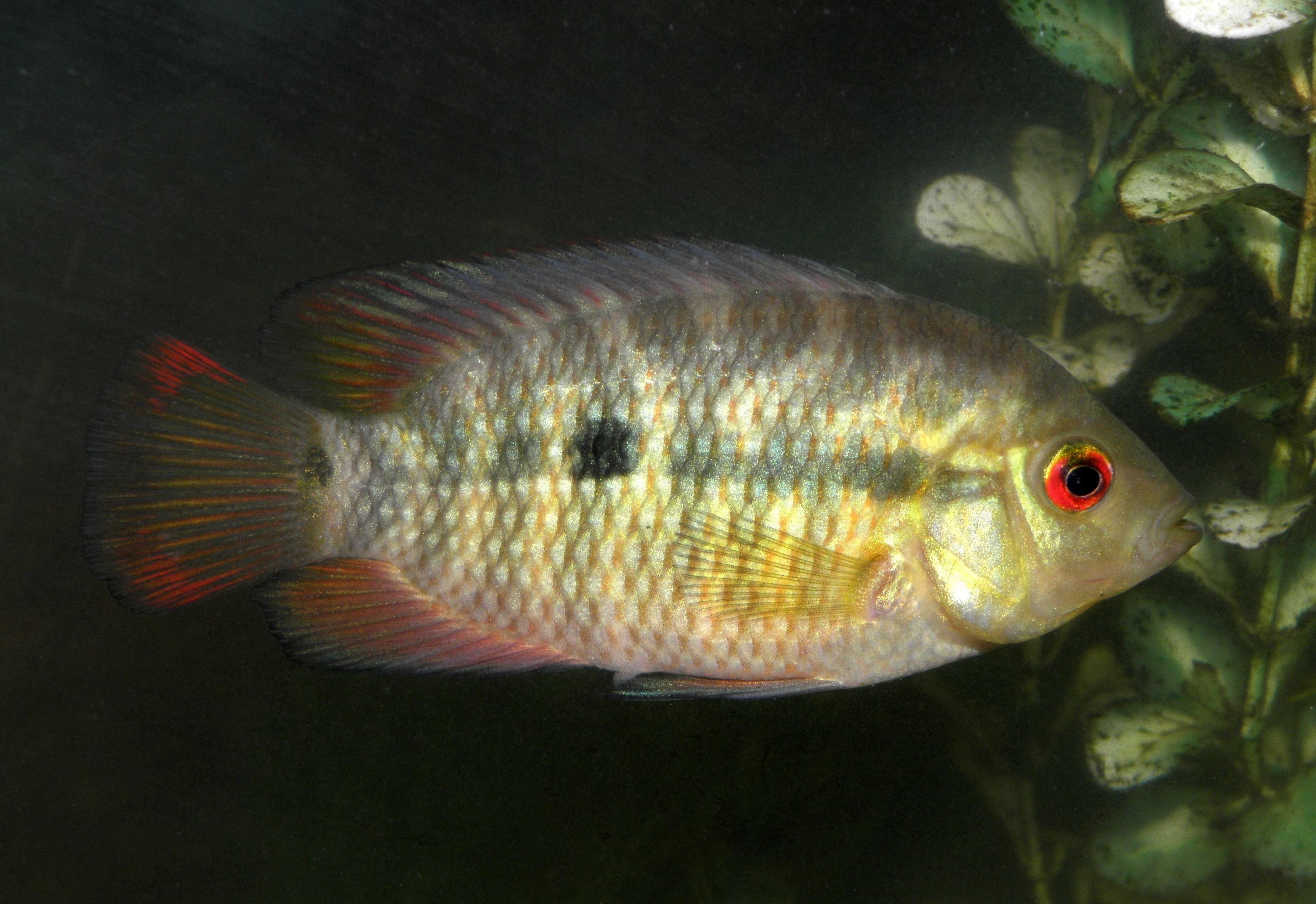 Chanchito Cichlid
