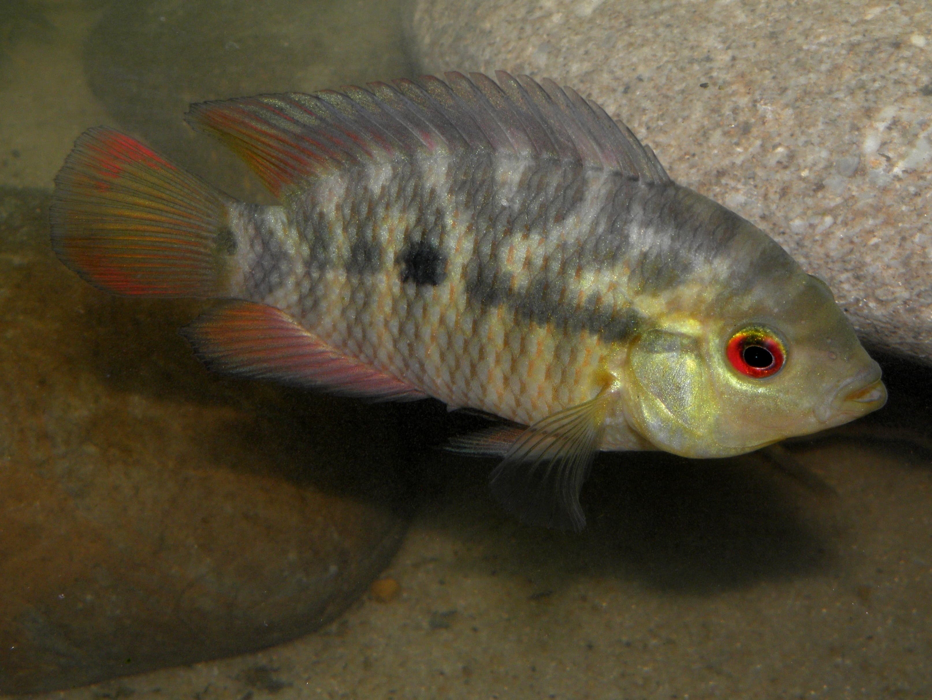 Chanchito Cichlid
