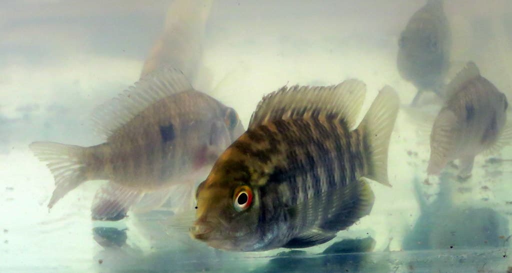 Chameleon Cichlid
