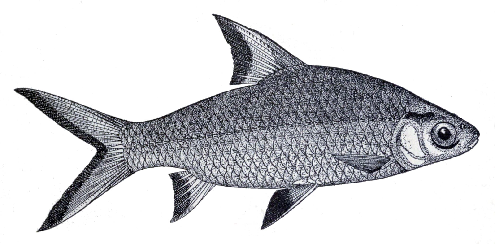 Bala Shark