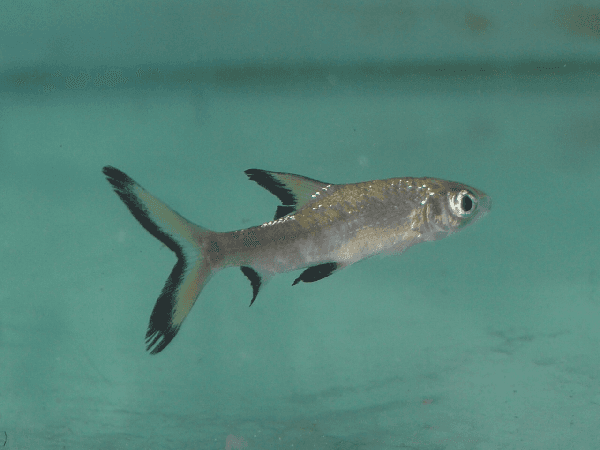 Bala Shark