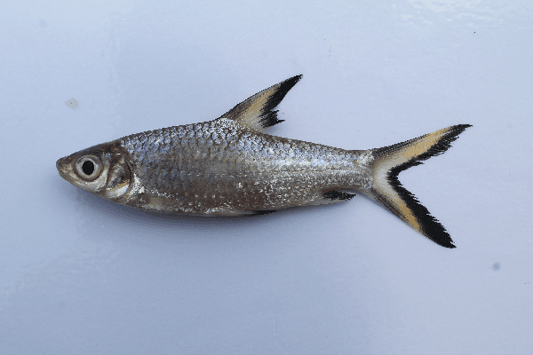 Bala Shark