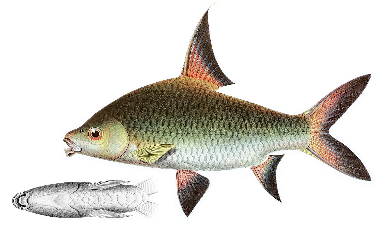 Bala Shark