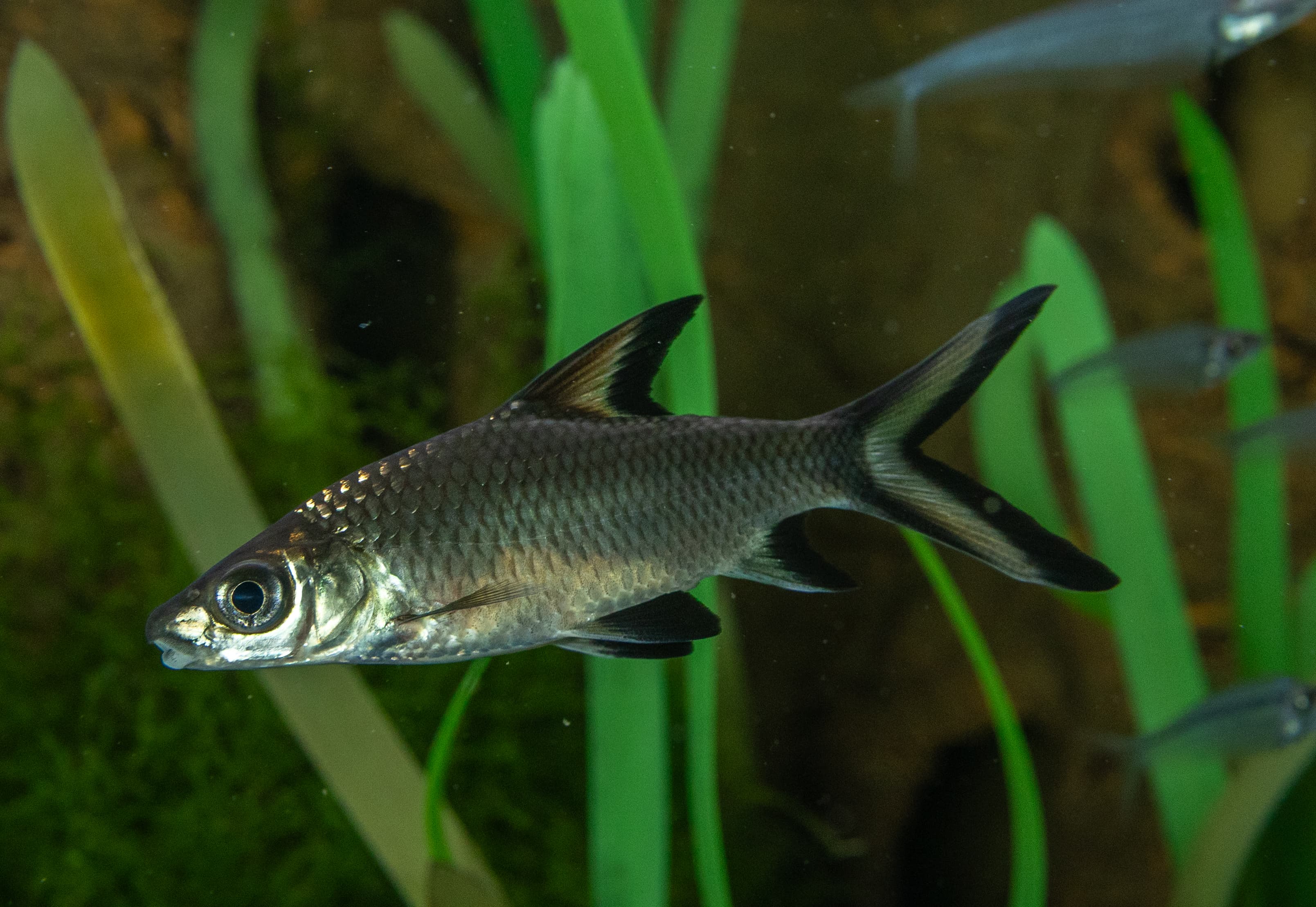 Bala Shark